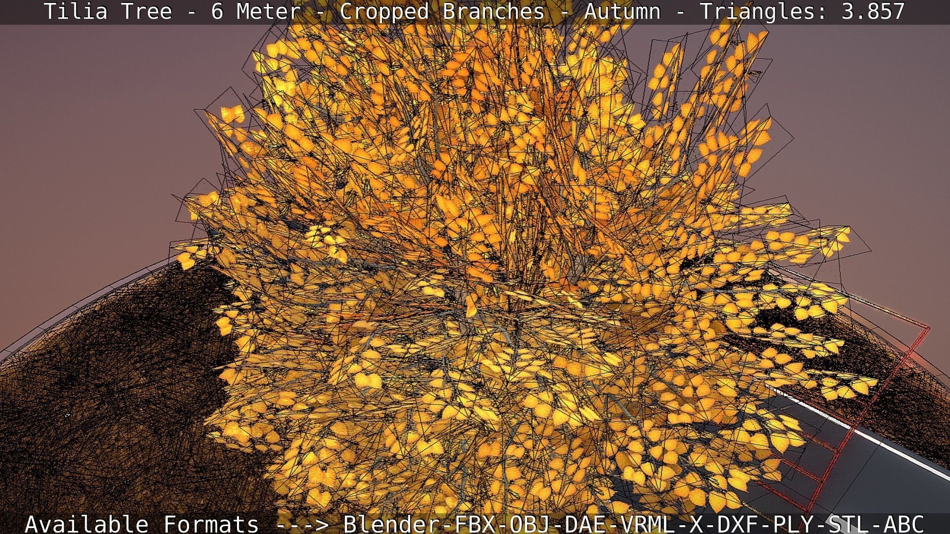 Tilia Tree - 6 Meter - cropped  branches - Autumn Low-poly 3D model_22