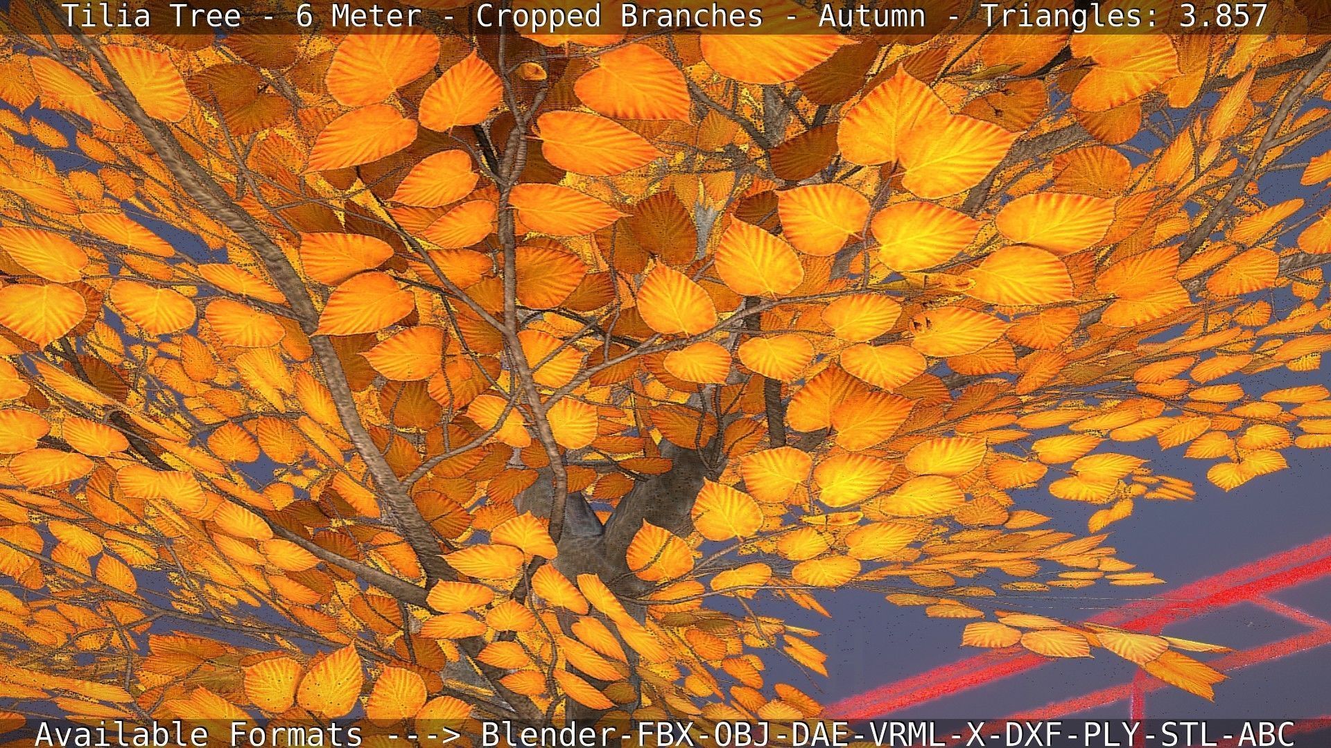 Tilia Tree - 6 Meter - cropped  branches - Autumn Low-poly 3D model_23
