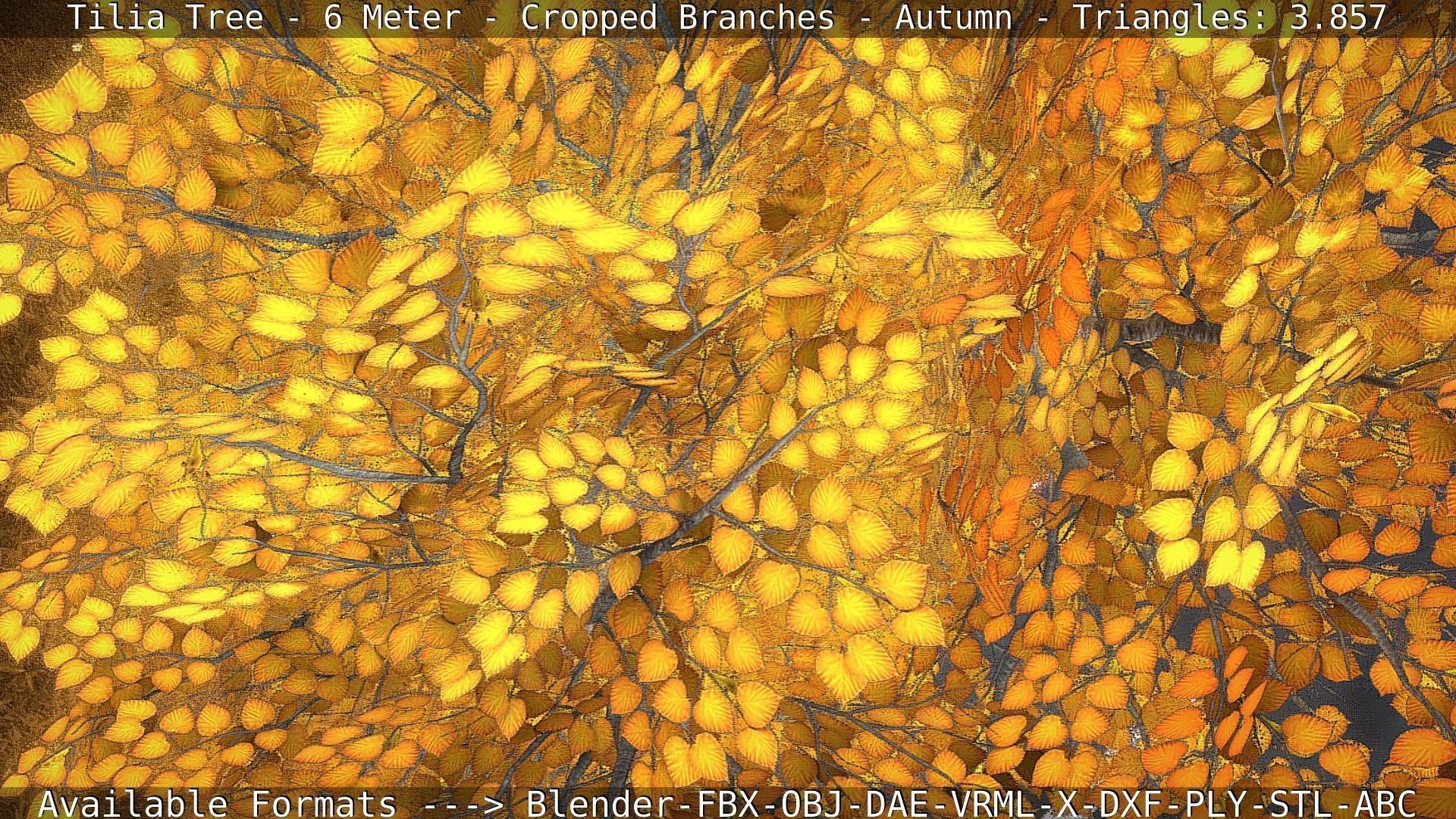 Tilia Tree - 6 Meter - cropped  branches - Autumn Low-poly 3D model_67