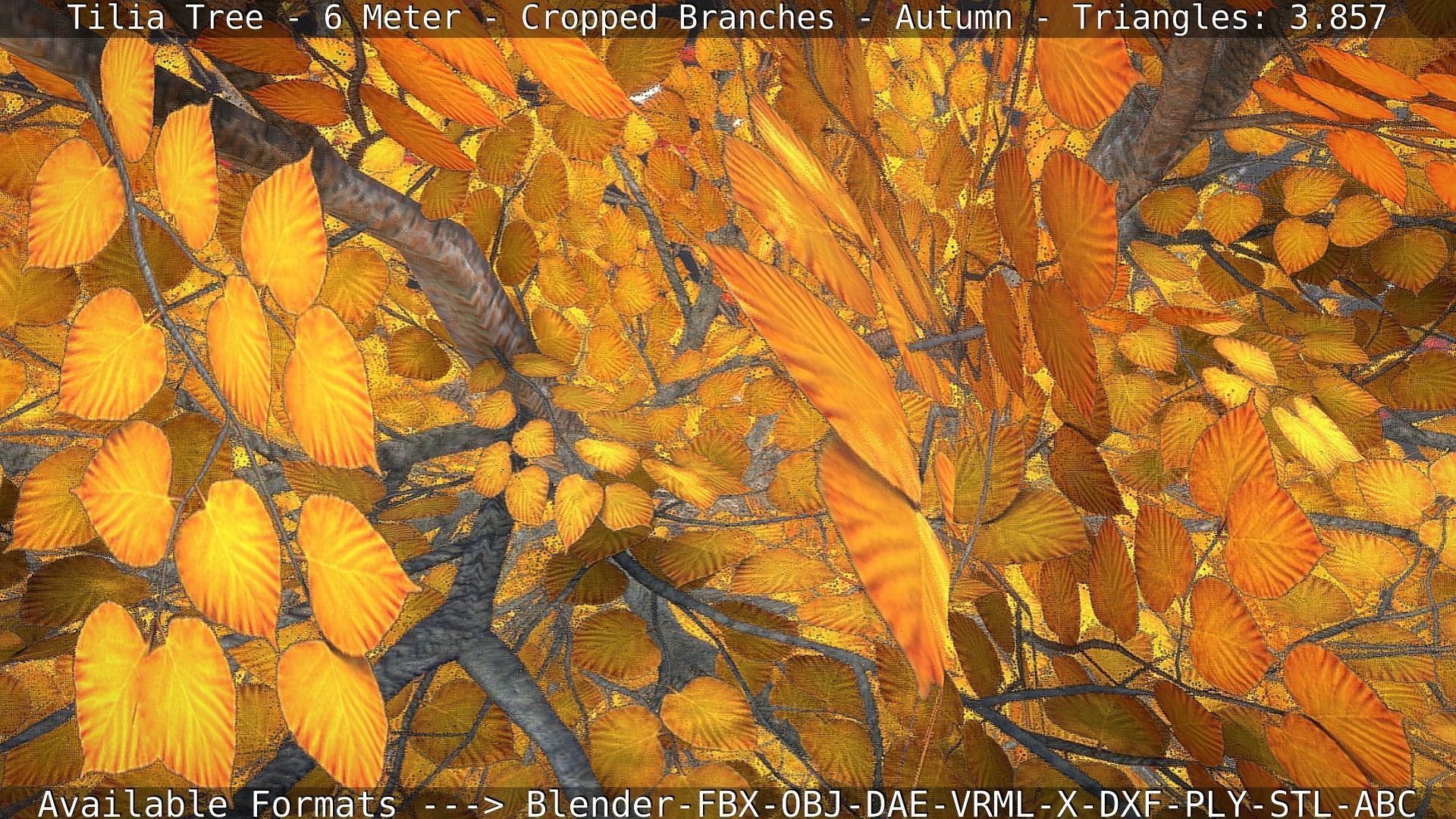 Tilia Tree - 6 Meter - cropped  branches - Autumn Low-poly 3D model_66