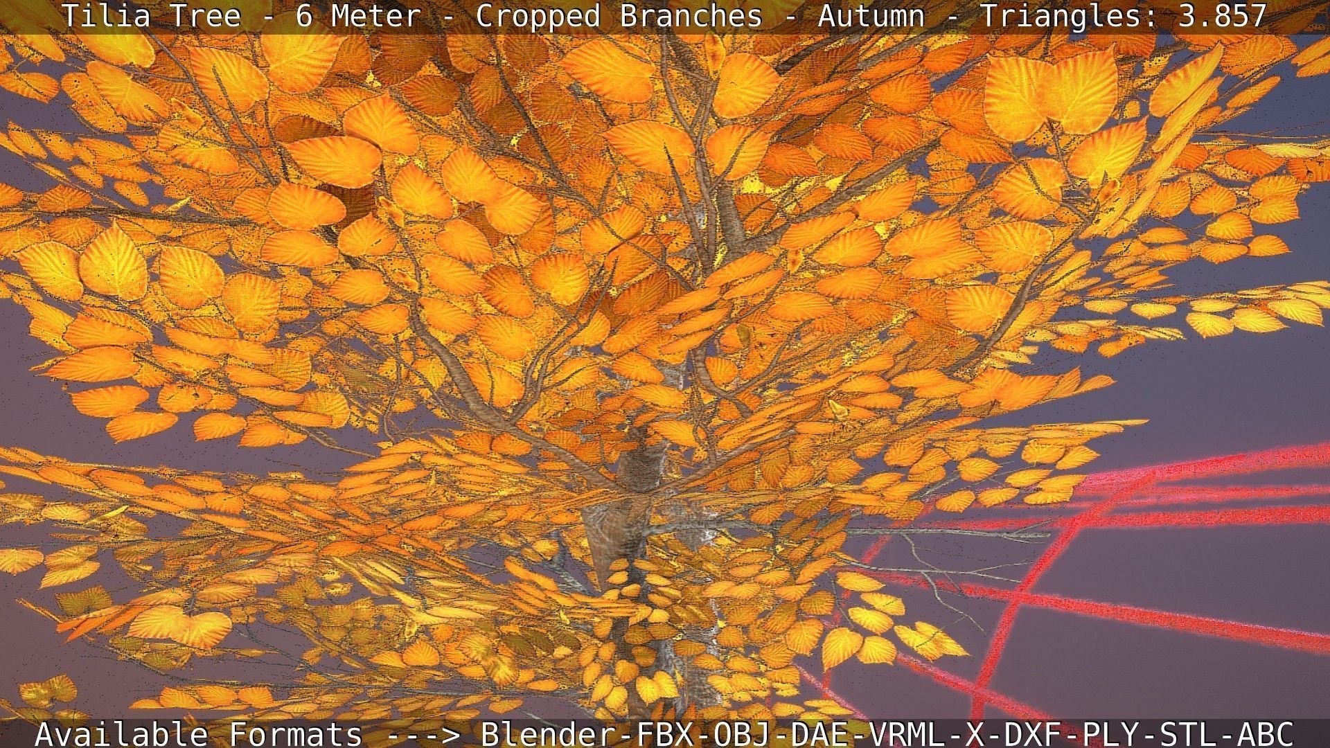 Tilia Tree - 6 Meter - cropped  branches - Autumn Low-poly 3D model_62