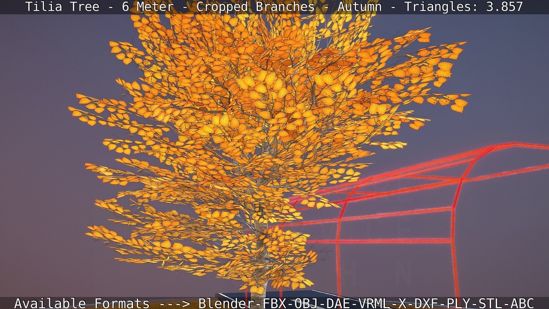 Tilia Tree - 6 Meter - cropped  branches - Autumn Low-poly 3D model_5