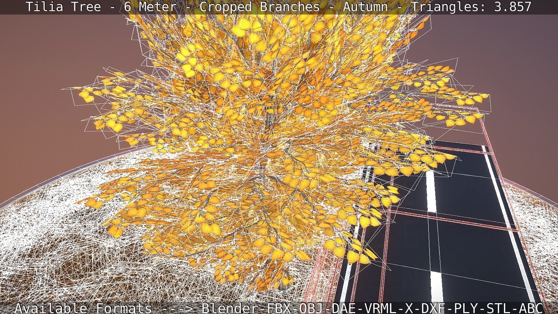 Tilia Tree - 6 Meter - cropped  branches - Autumn Low-poly 3D model_39