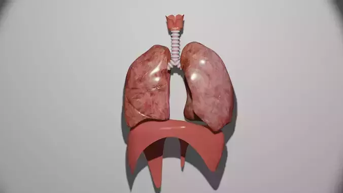 Respiratory System 3D model