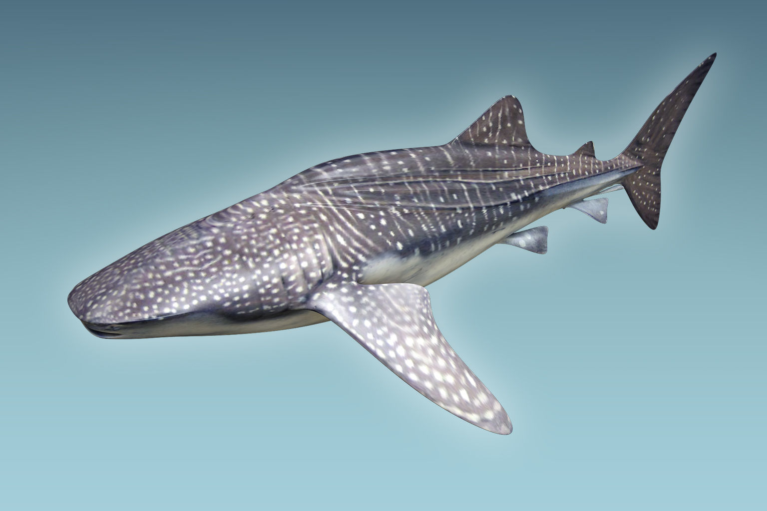 Whale Shark 3D model_4