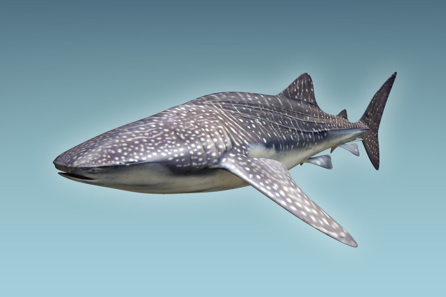 Whale Shark 3D model_5