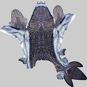 Whale Shark 3D model_9