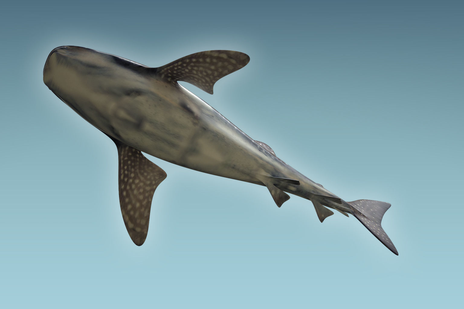 Whale Shark 3D model_2