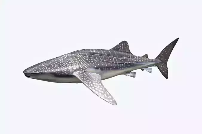 Whale Shark