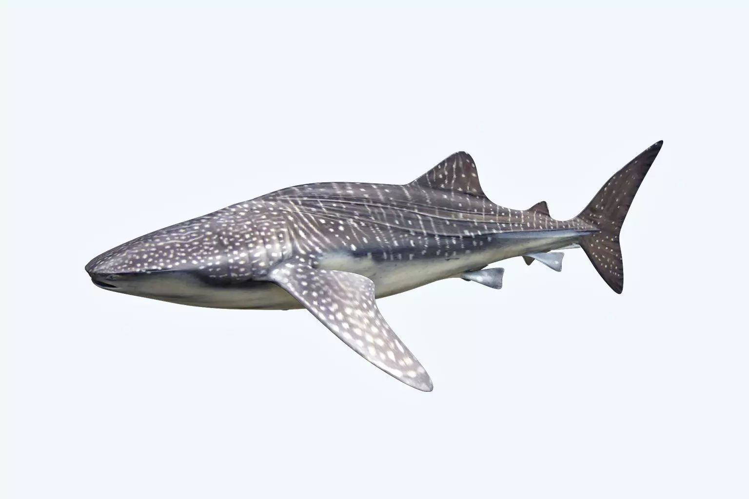 Whale Shark 3D model_0