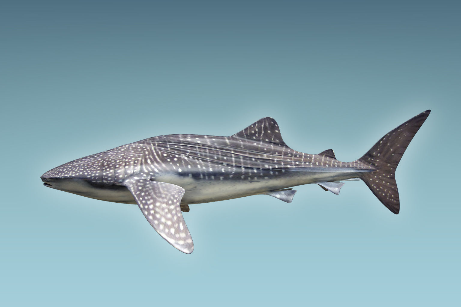 Whale Shark 3D model_1