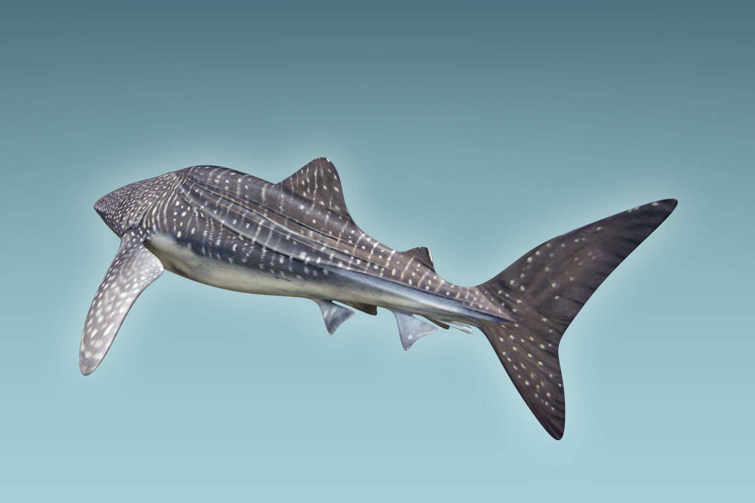 Whale Shark 3D model_3