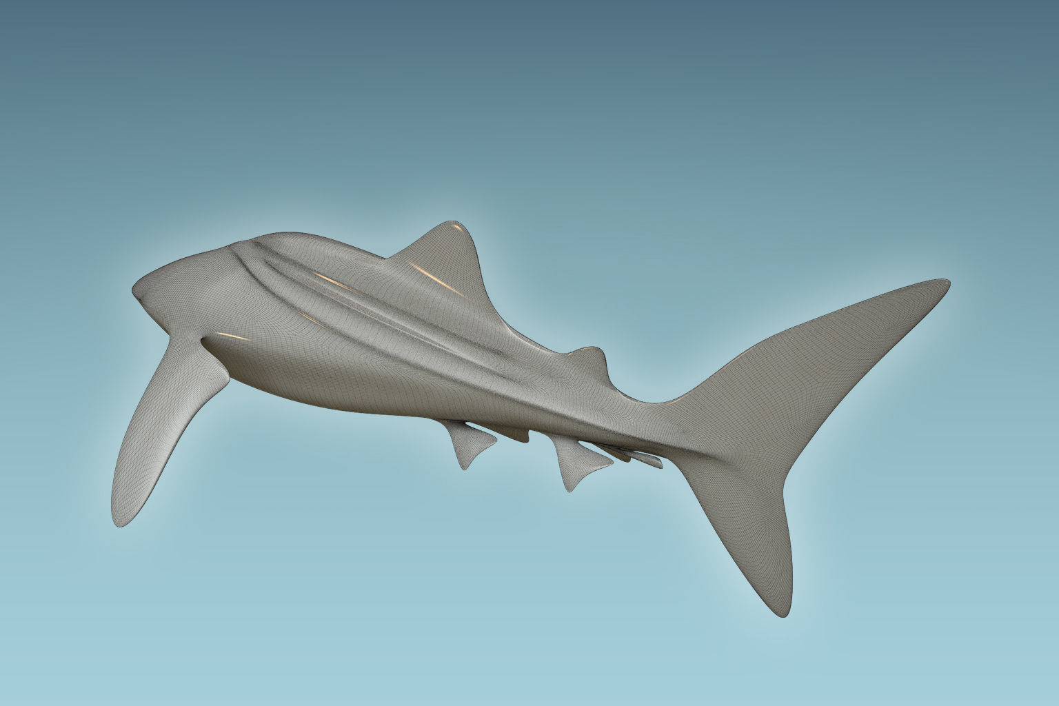 Whale Shark 3D model_6
