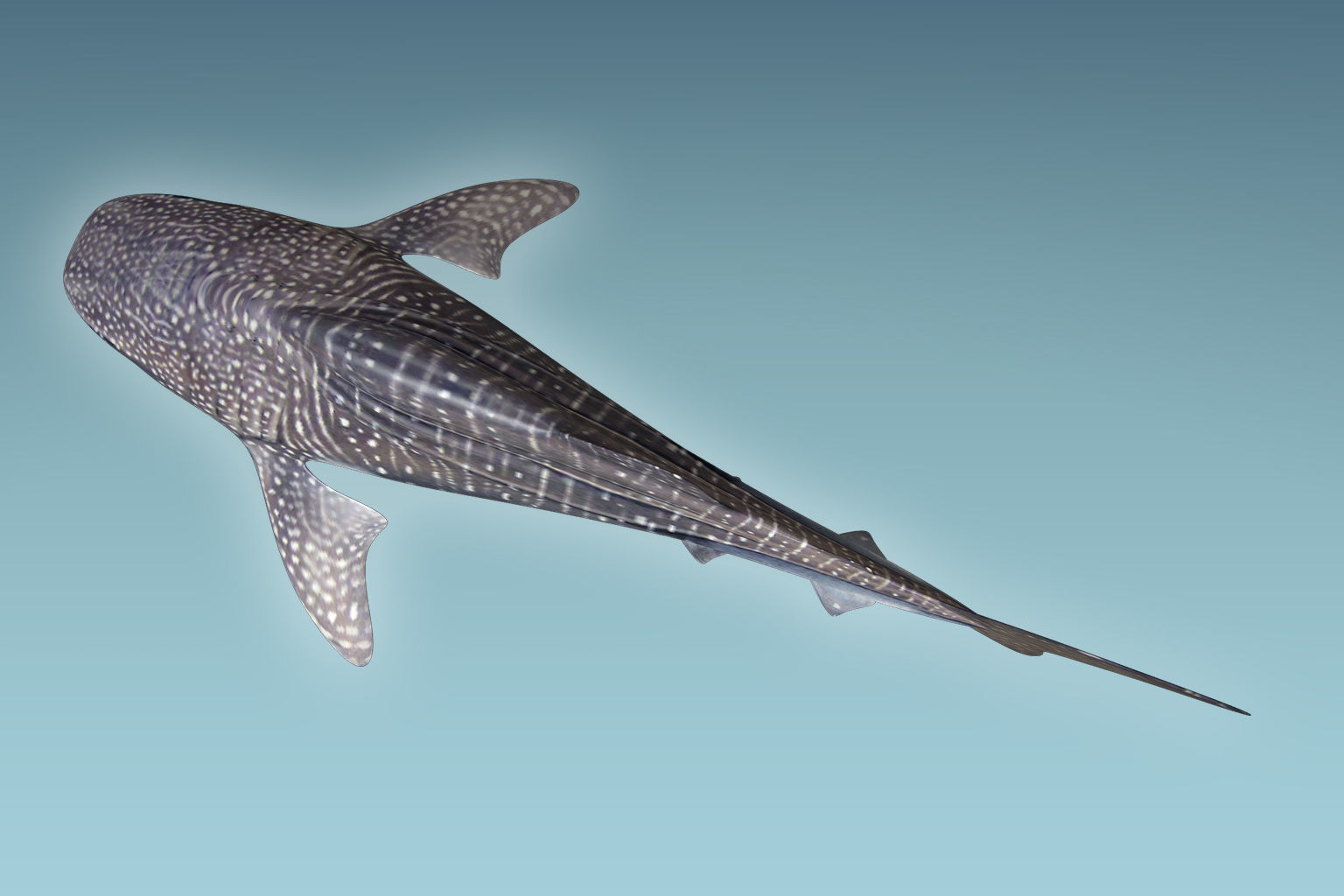 Whale Shark 3D model_7