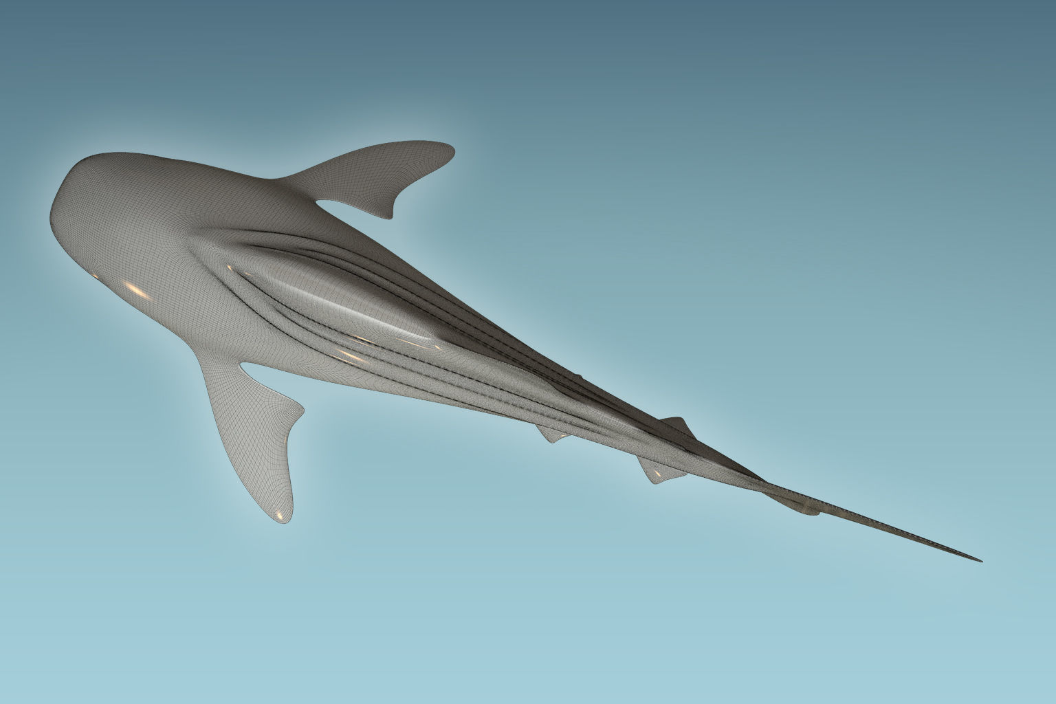 Whale Shark 3D model_8