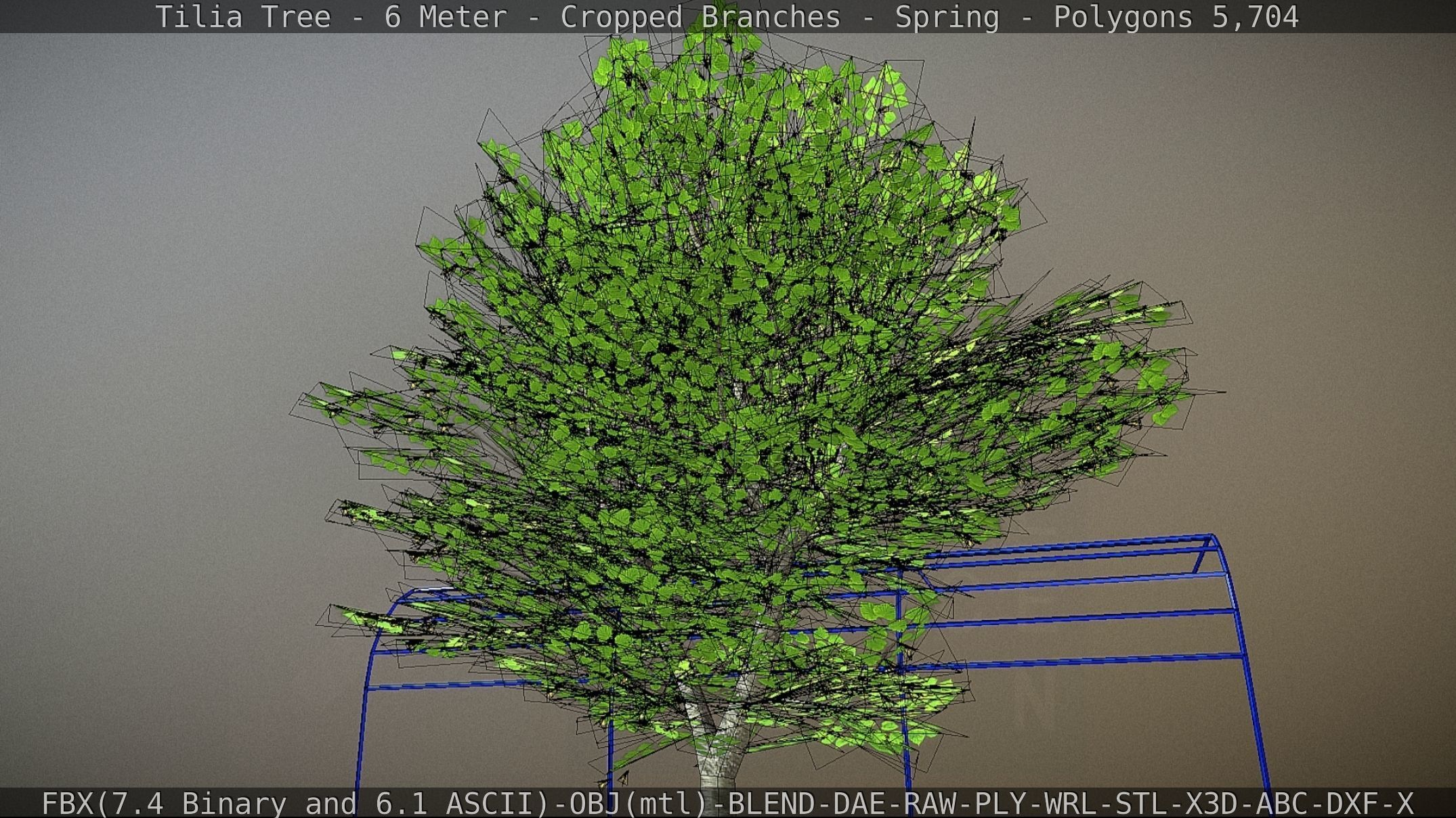 Tilia Tree - 6 Meter - Cropped Branches - Spring Low-poly 3D model_56