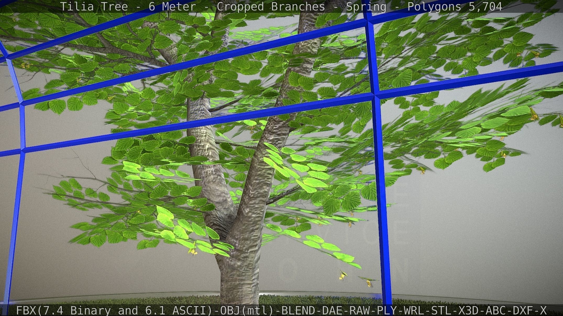 Tilia Tree - 6 Meter - Cropped Branches - Spring Low-poly 3D model_34
