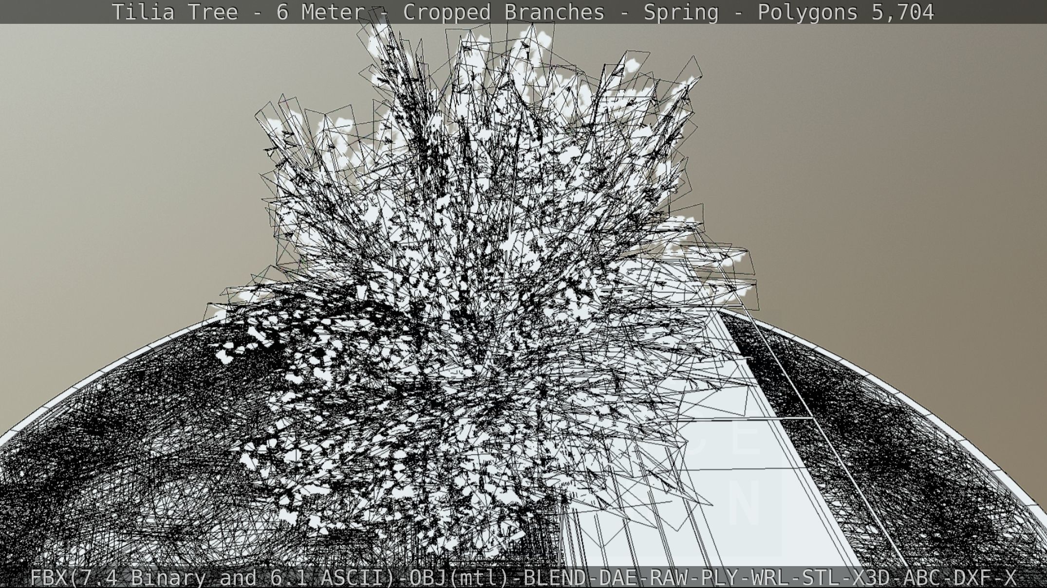 Tilia Tree - 6 Meter - Cropped Branches - Spring Low-poly 3D model_58