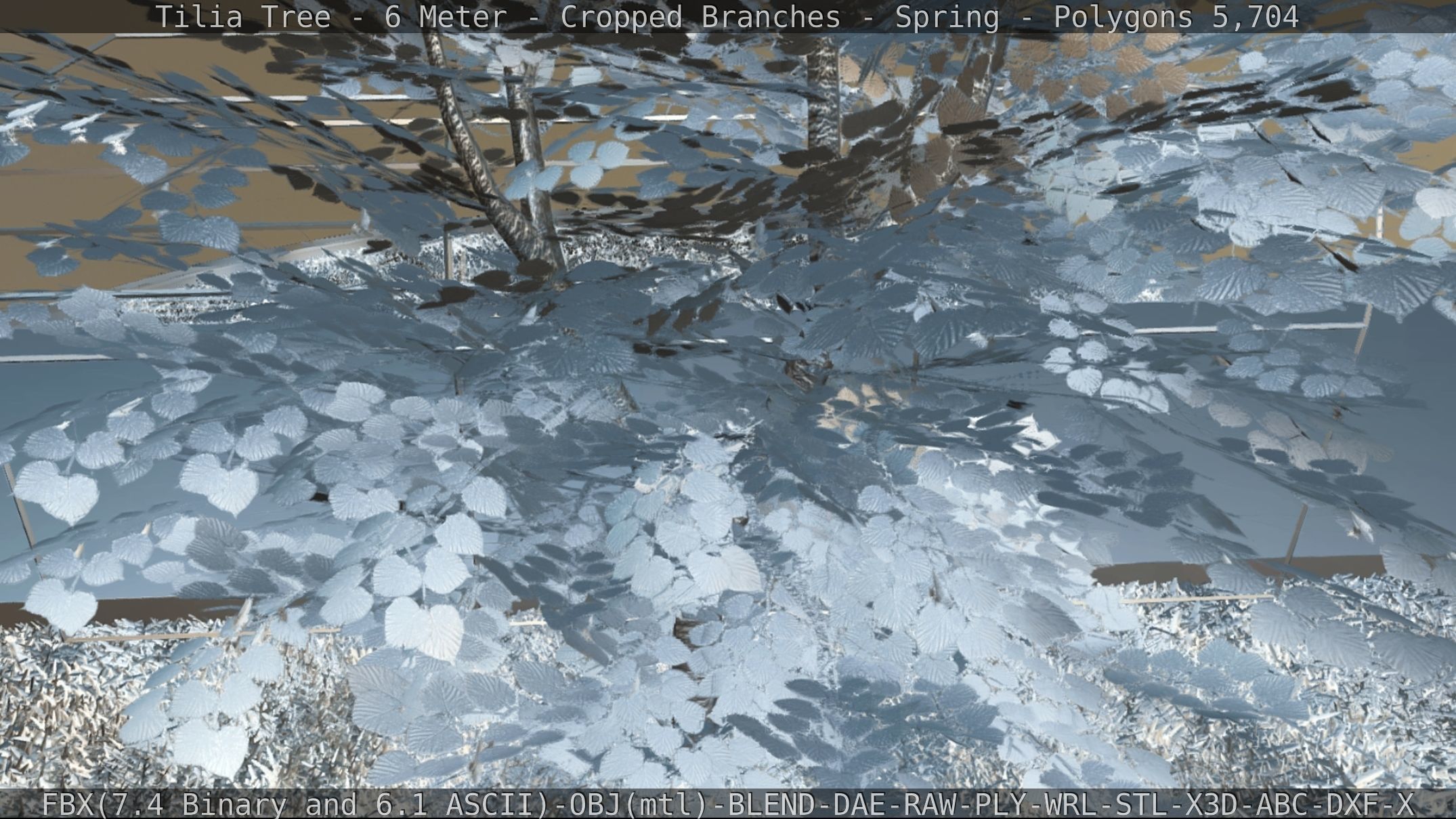 Tilia Tree - 6 Meter - Cropped Branches - Spring Low-poly 3D model_80