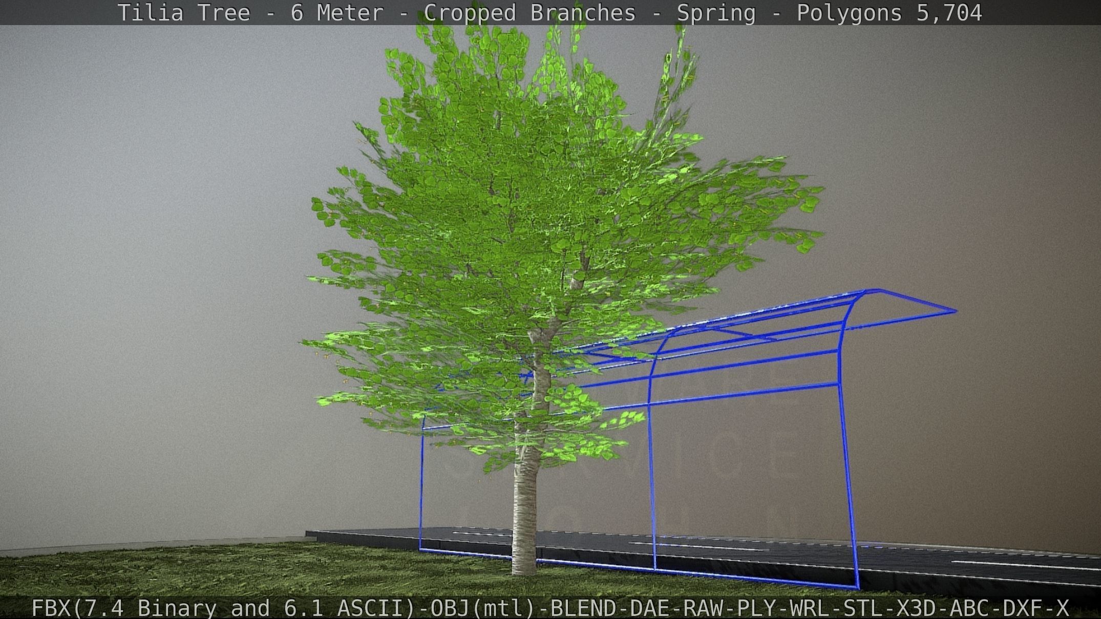 Tilia Tree - 6 Meter - Cropped Branches - Spring Low-poly 3D model_41