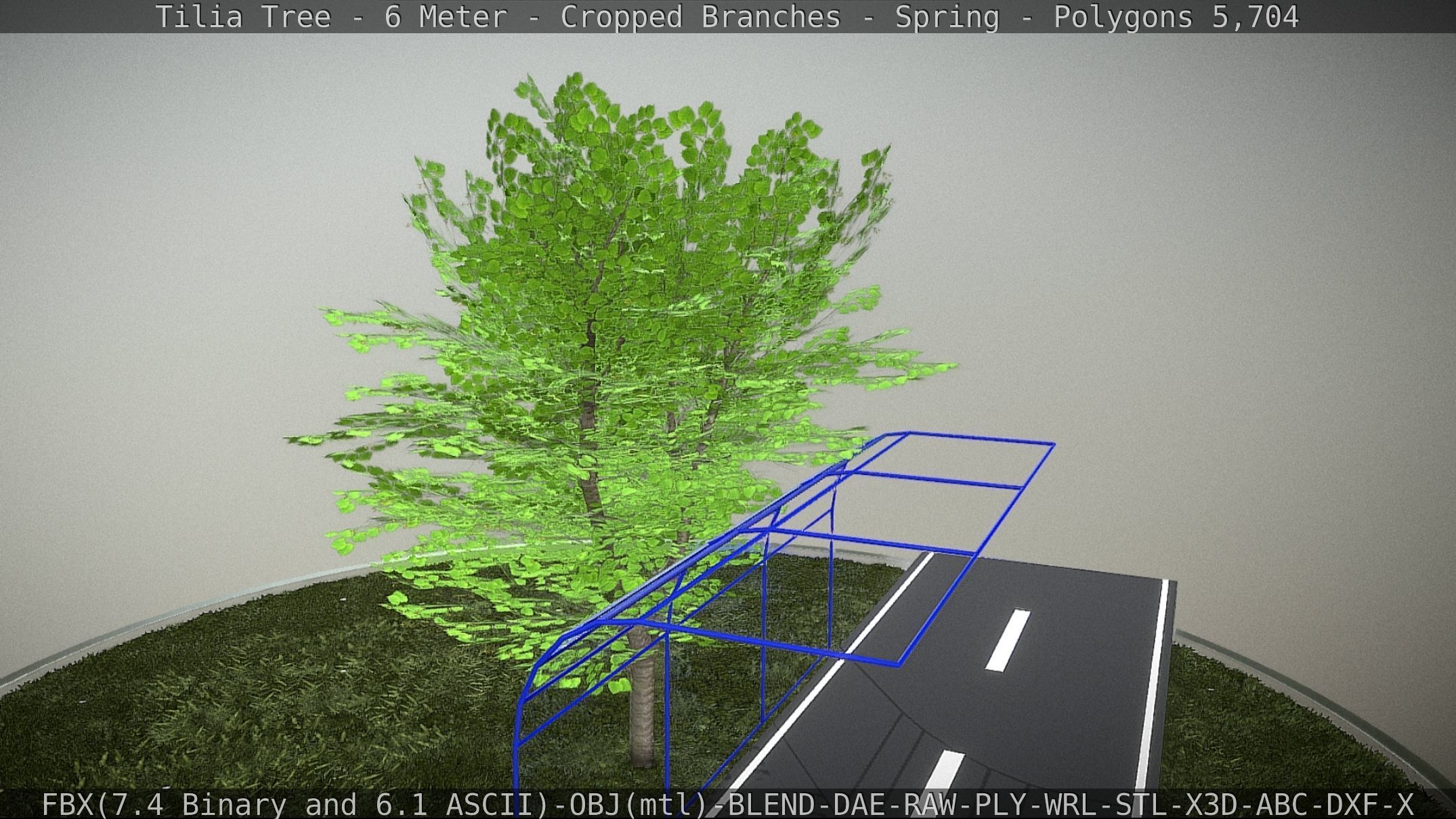 Tilia Tree - 6 Meter - Cropped Branches - Spring Low-poly 3D model_5