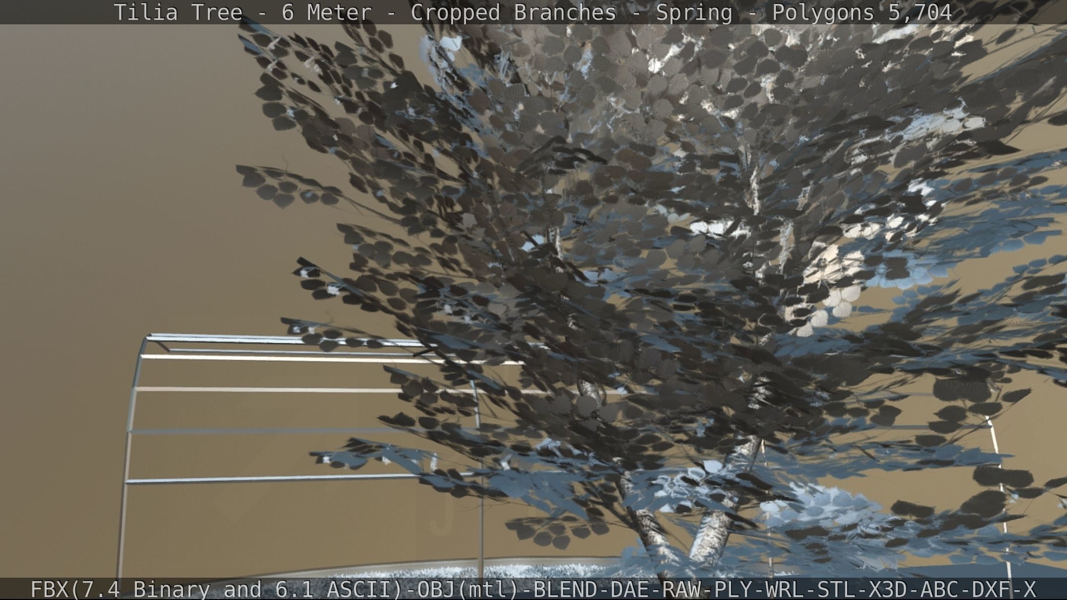 Tilia Tree - 6 Meter - Cropped Branches - Spring Low-poly 3D model_71