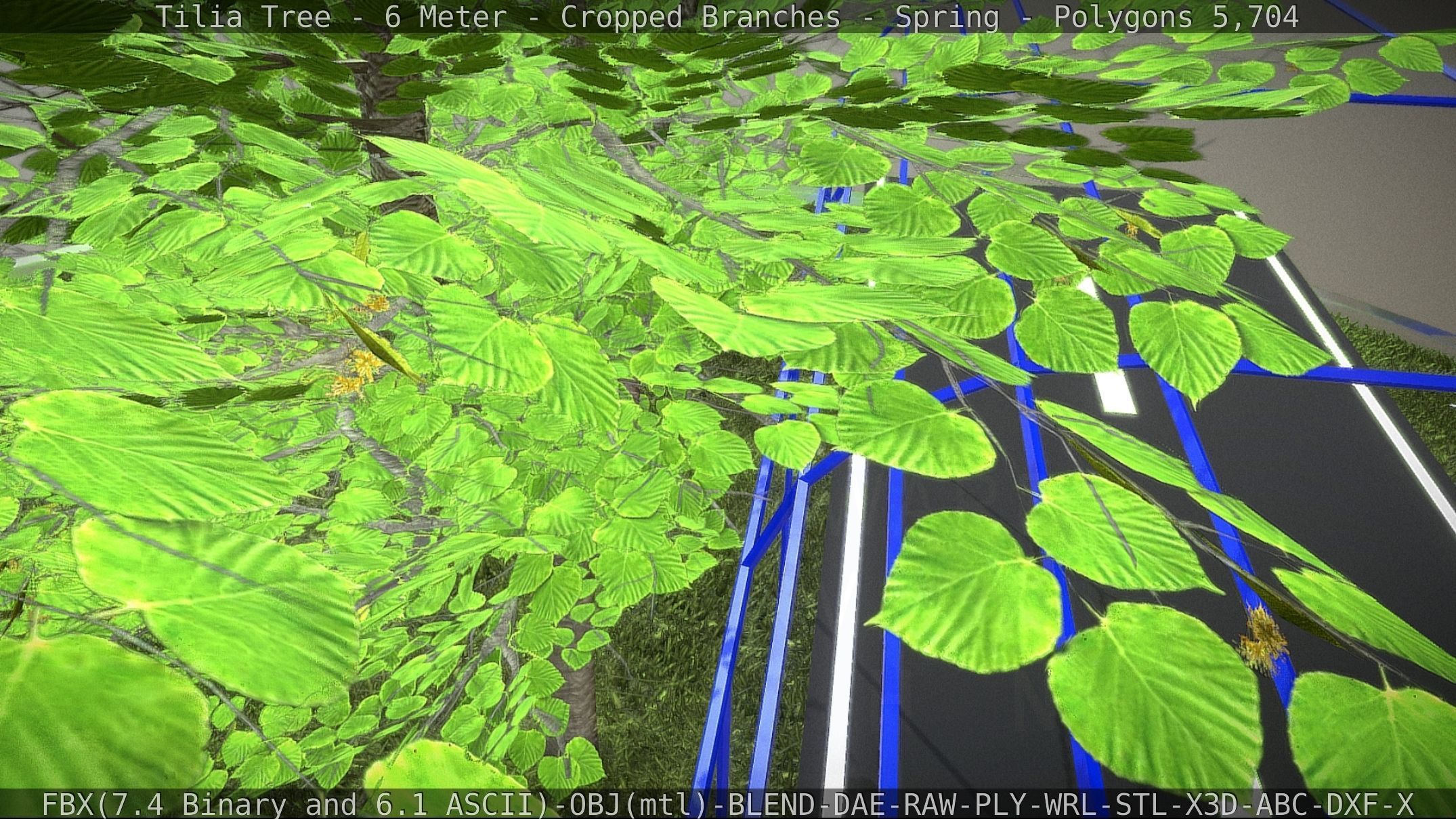 Tilia Tree - 6 Meter - Cropped Branches - Spring Low-poly 3D model_36