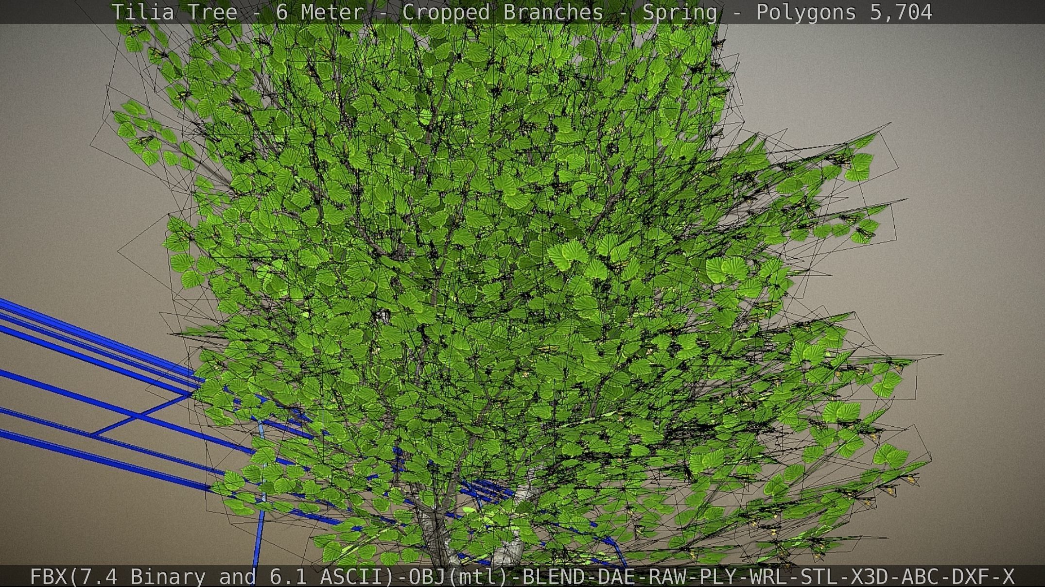 Tilia Tree - 6 Meter - Cropped Branches - Spring Low-poly 3D model_65