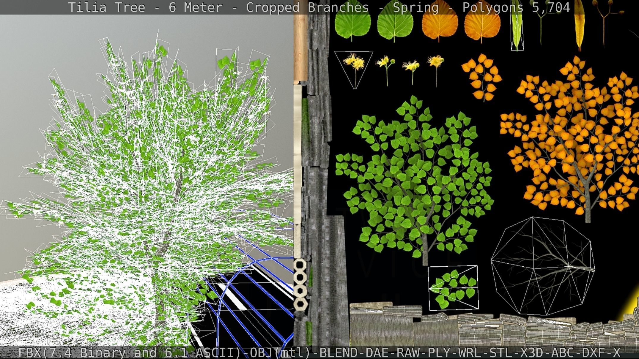 Tilia Tree - 6 Meter - Cropped Branches - Spring Low-poly 3D model_63
