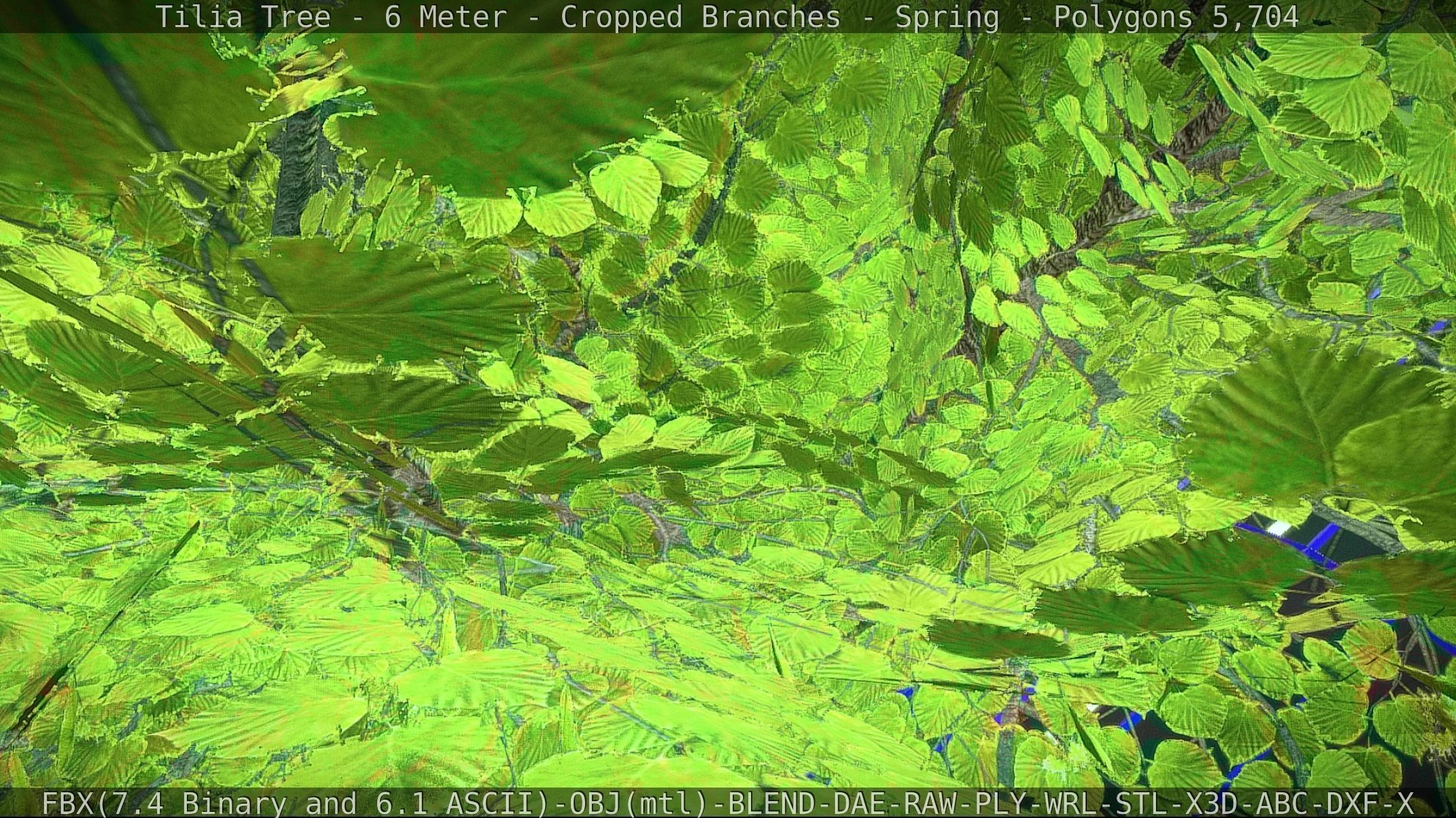 Tilia Tree - 6 Meter - Cropped Branches - Spring Low-poly 3D model_27