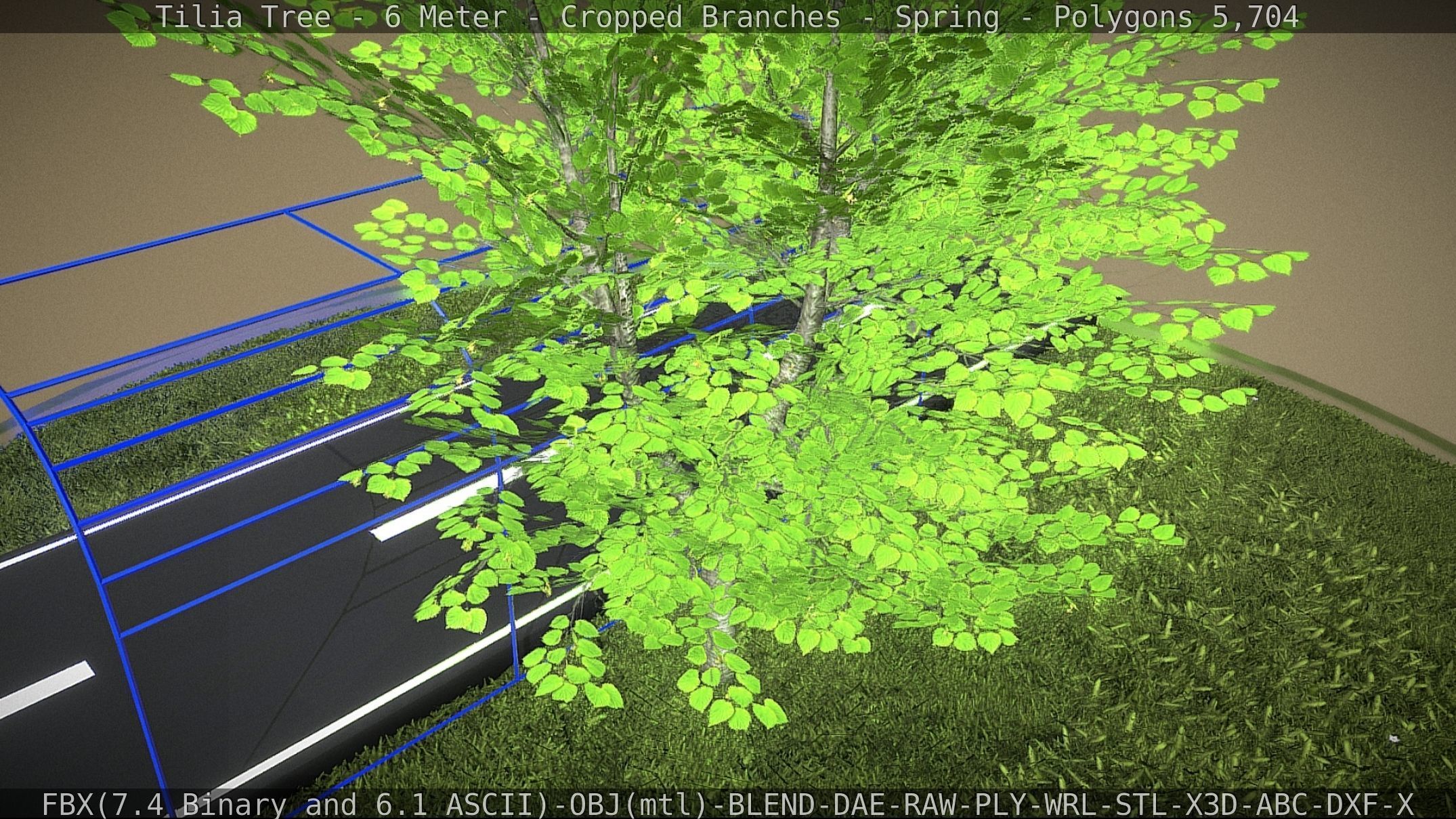 Tilia Tree - 6 Meter - Cropped Branches - Spring Low-poly 3D model_38