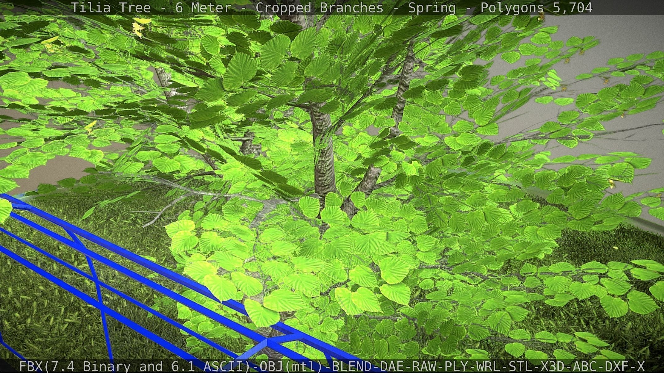 Tilia Tree - 6 Meter - Cropped Branches - Spring Low-poly 3D model_30