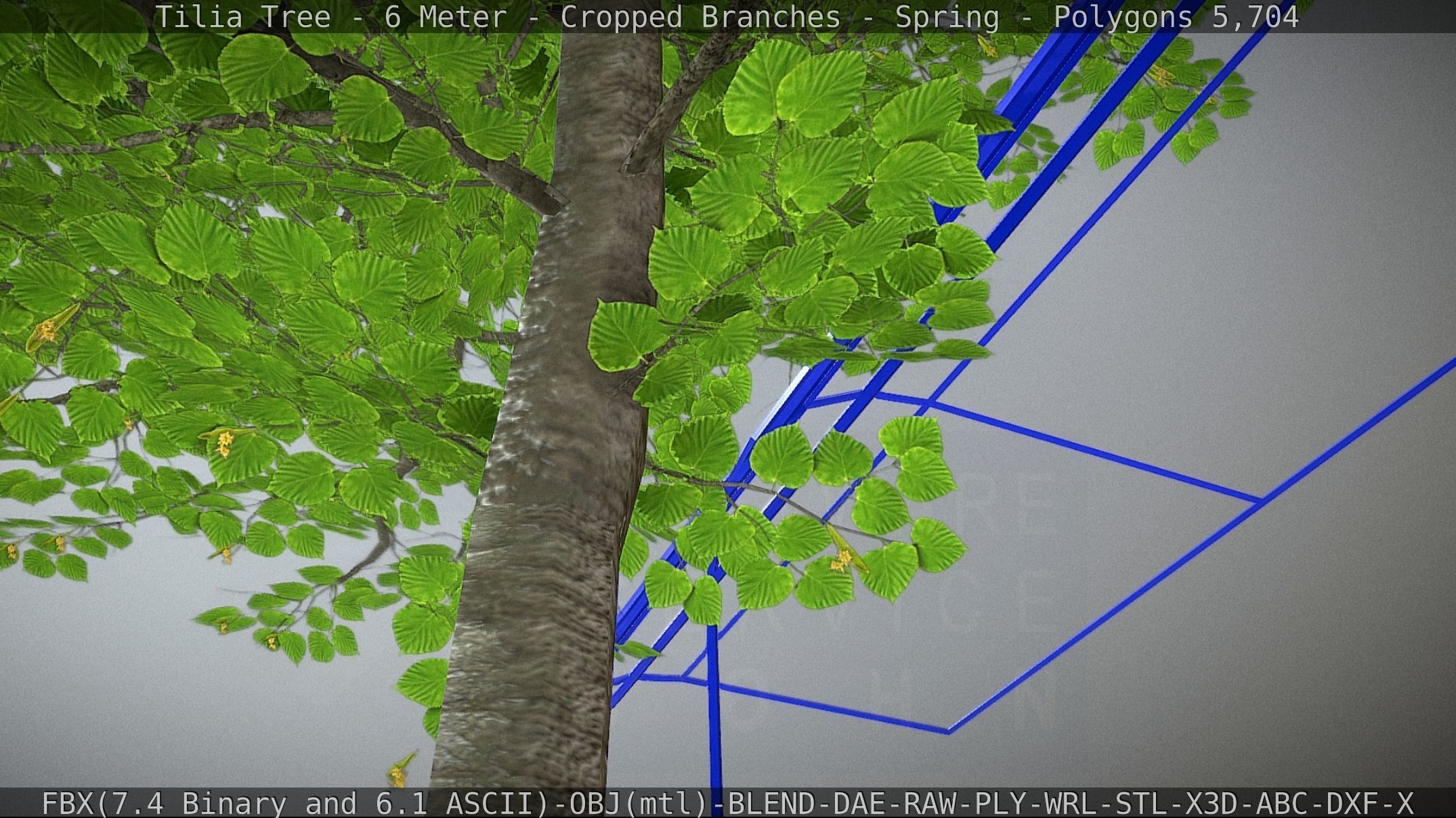 Tilia Tree - 6 Meter - Cropped Branches - Spring Low-poly 3D model_3