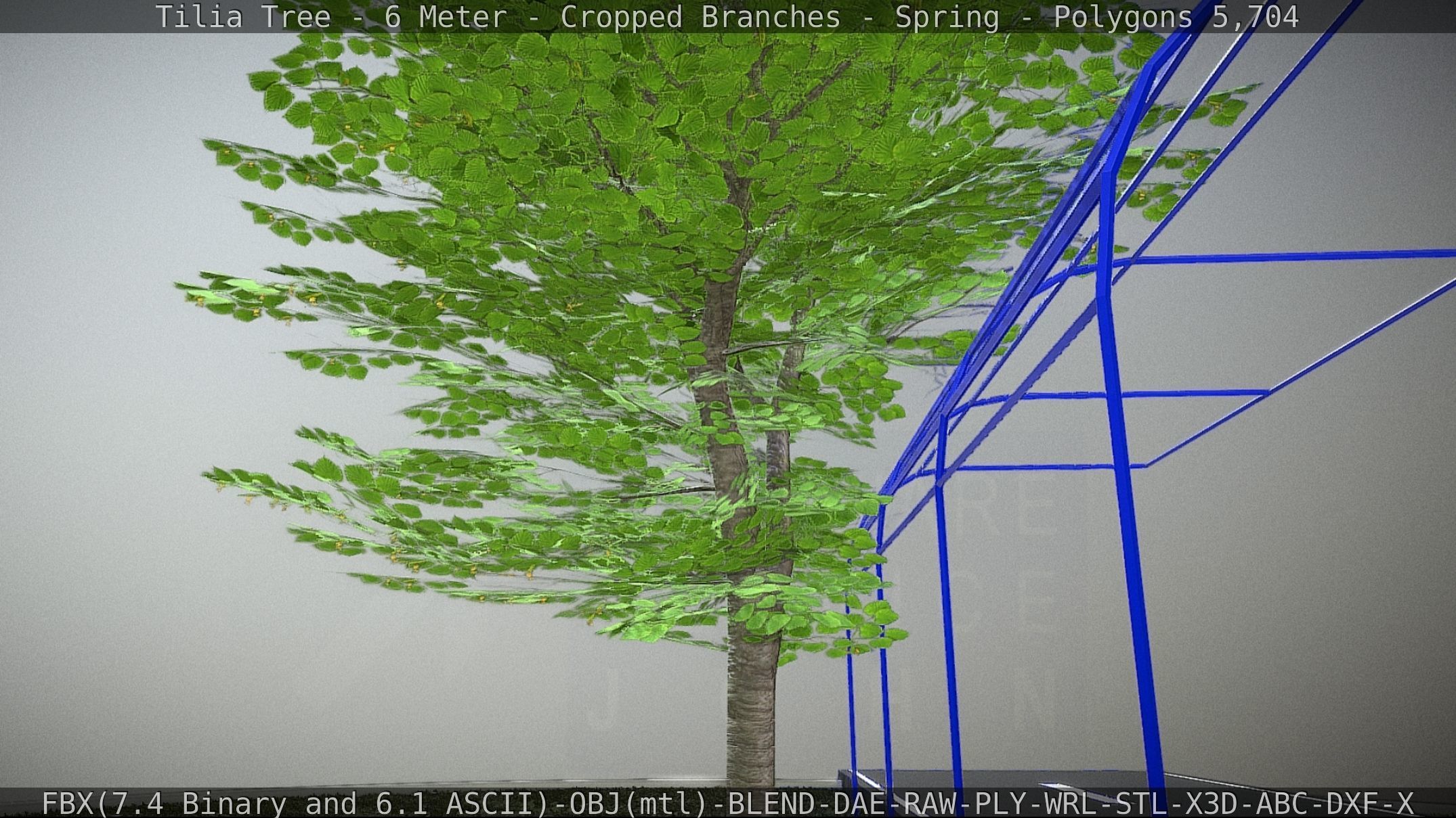 Tilia Tree - 6 Meter - Cropped Branches - Spring Low-poly 3D model_22