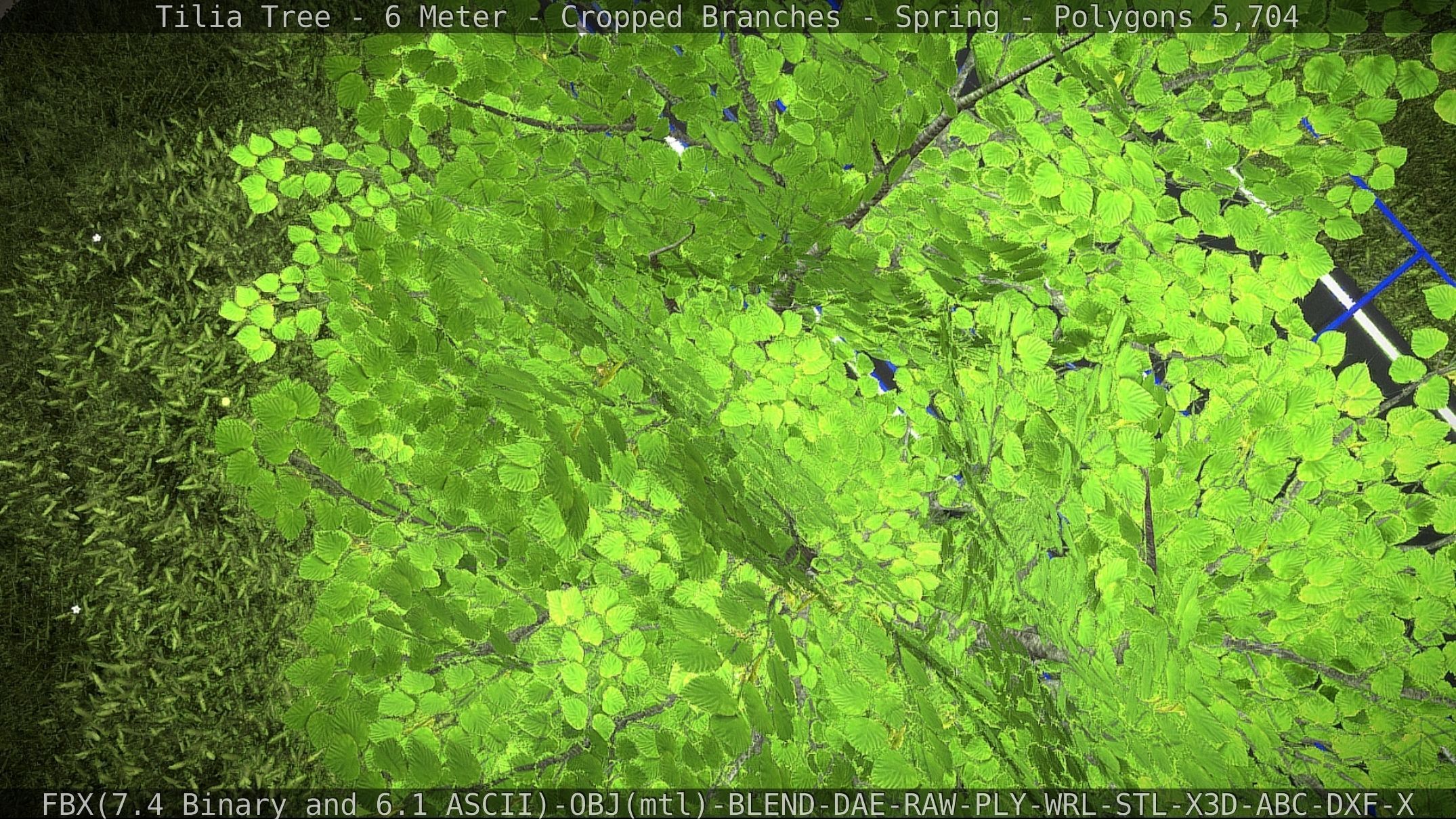 Tilia Tree - 6 Meter - Cropped Branches - Spring Low-poly 3D model_40