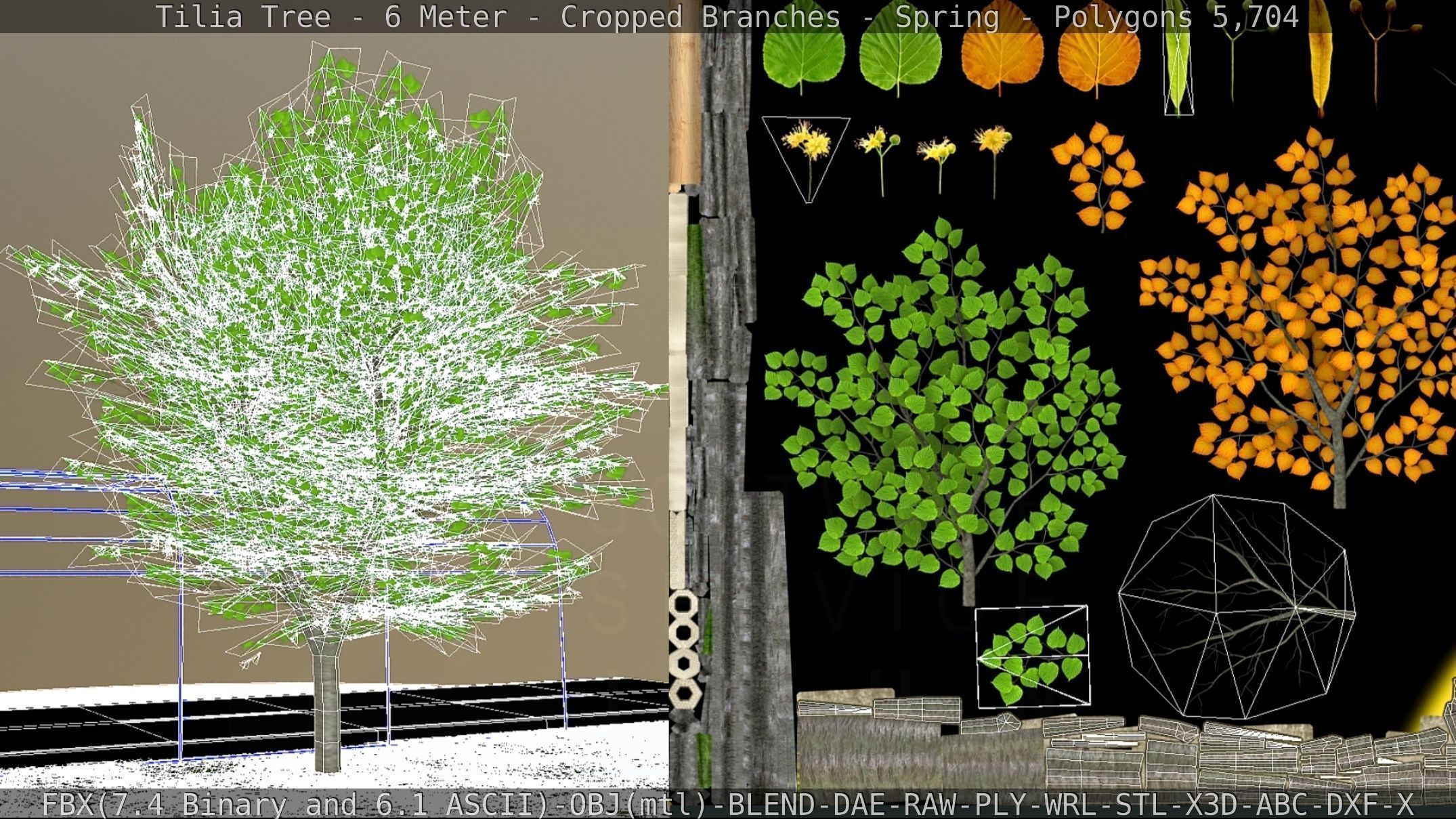 Tilia Tree - 6 Meter - Cropped Branches - Spring Low-poly 3D model_1