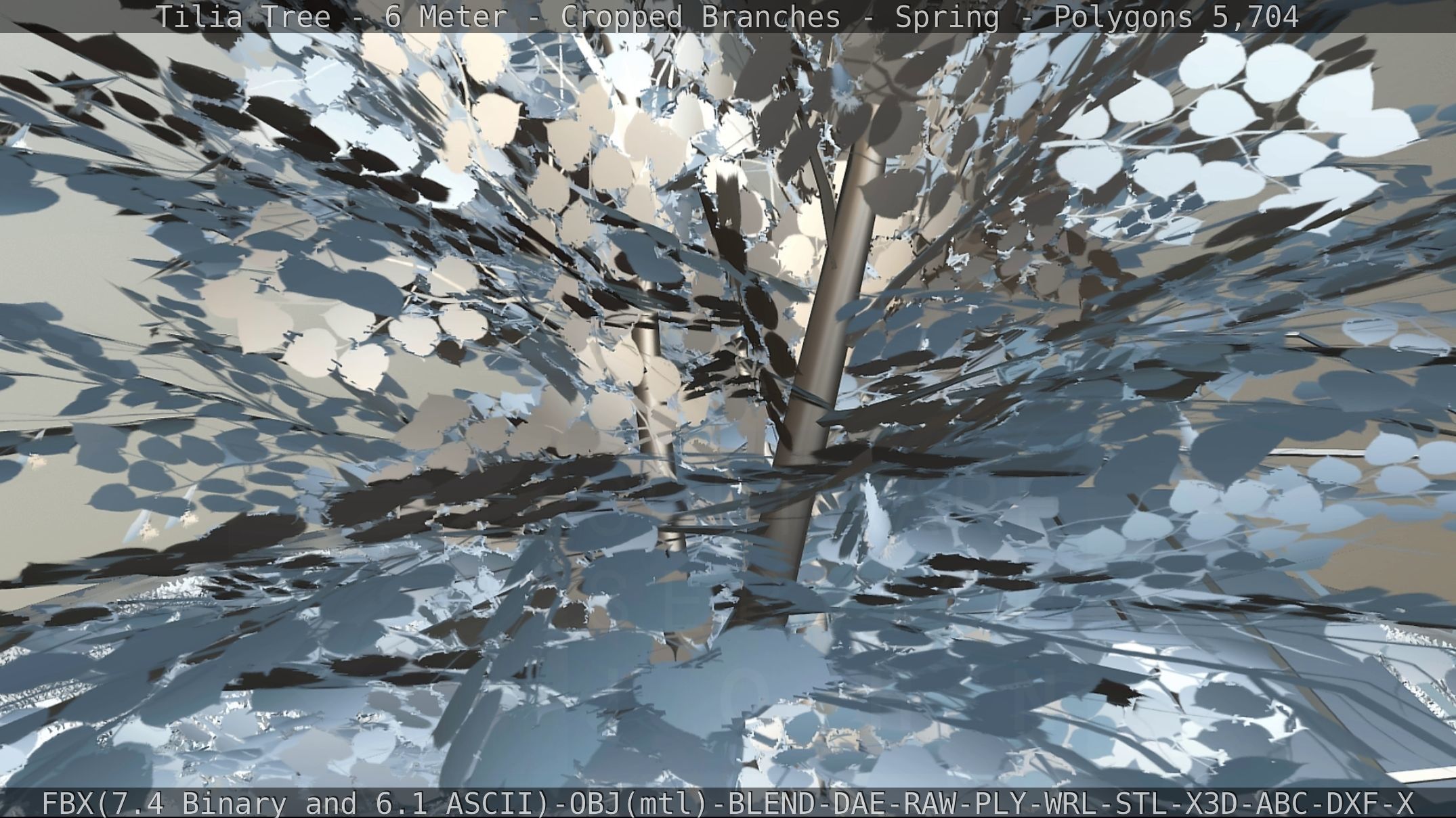 Tilia Tree - 6 Meter - Cropped Branches - Spring Low-poly 3D model_72