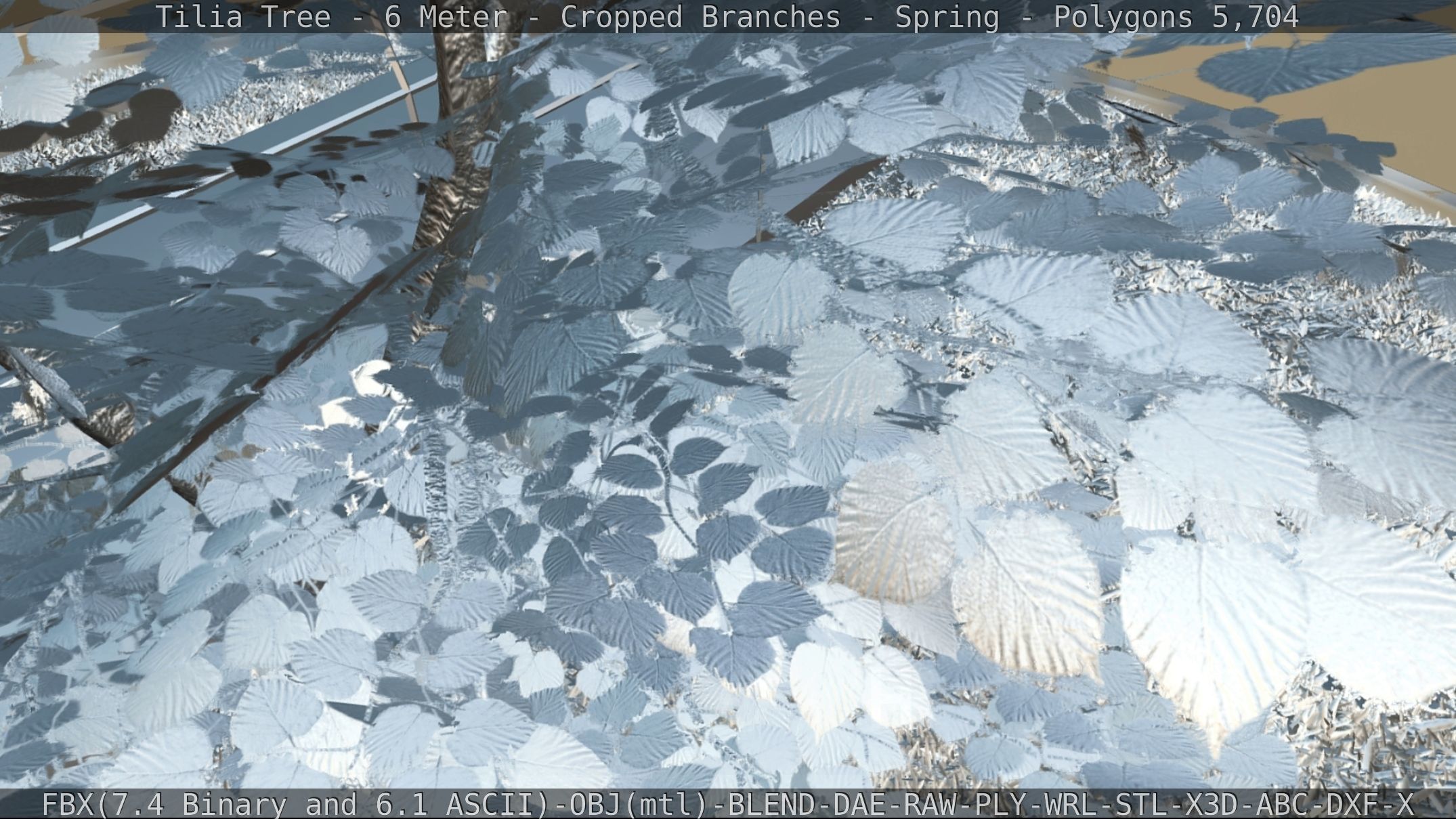 Tilia Tree - 6 Meter - Cropped Branches - Spring Low-poly 3D model_76