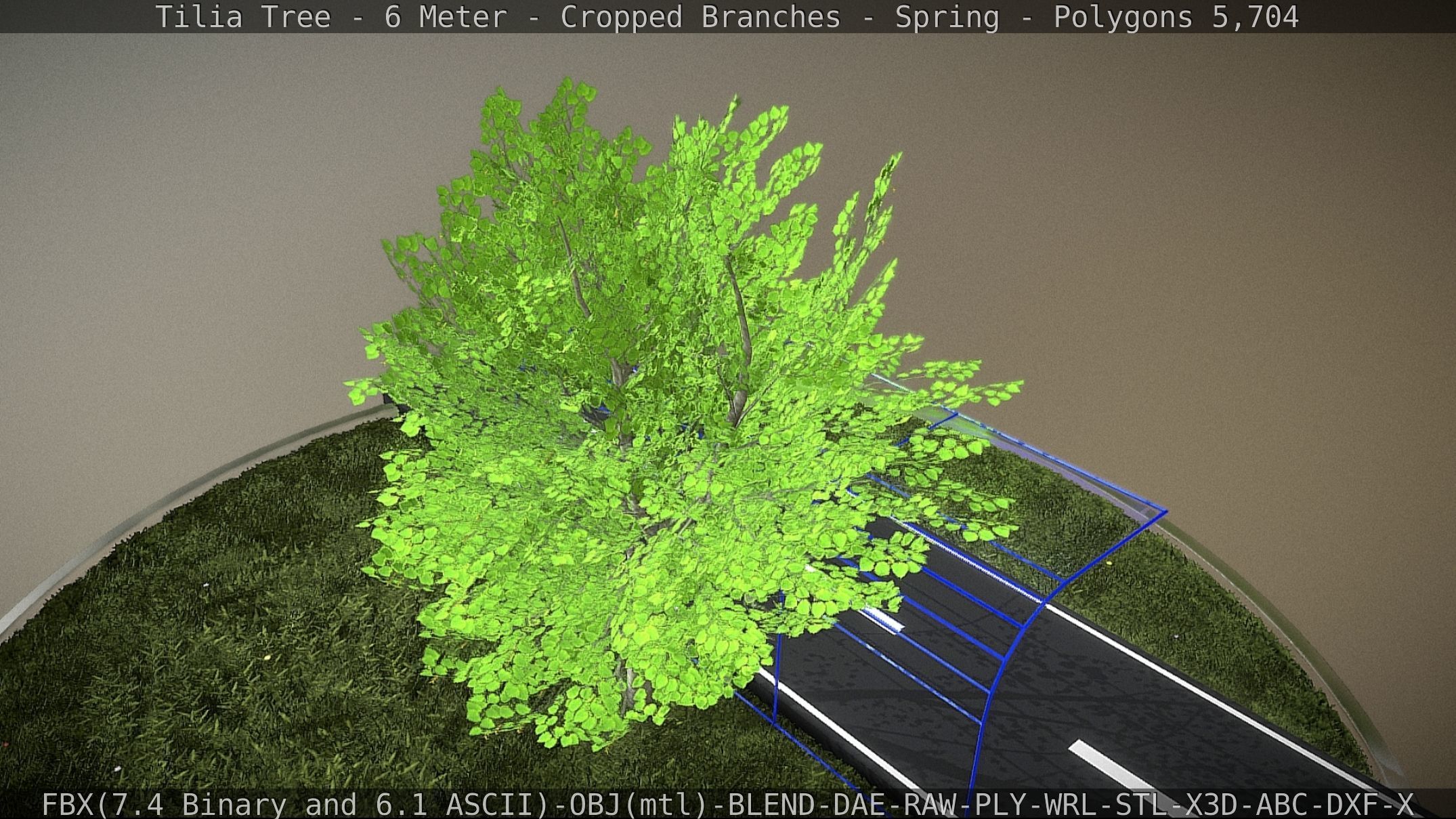 Tilia Tree - 6 Meter - Cropped Branches - Spring Low-poly 3D model_19