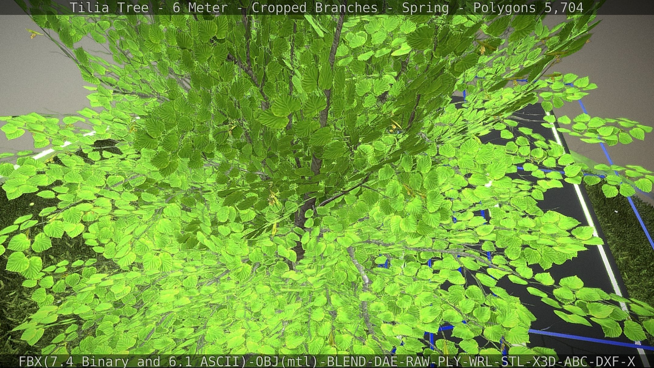 Tilia Tree - 6 Meter - Cropped Branches - Spring Low-poly 3D model_37