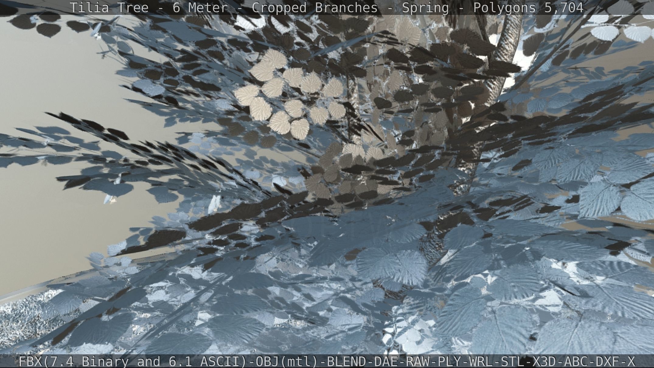 Tilia Tree - 6 Meter - Cropped Branches - Spring Low-poly 3D model_75