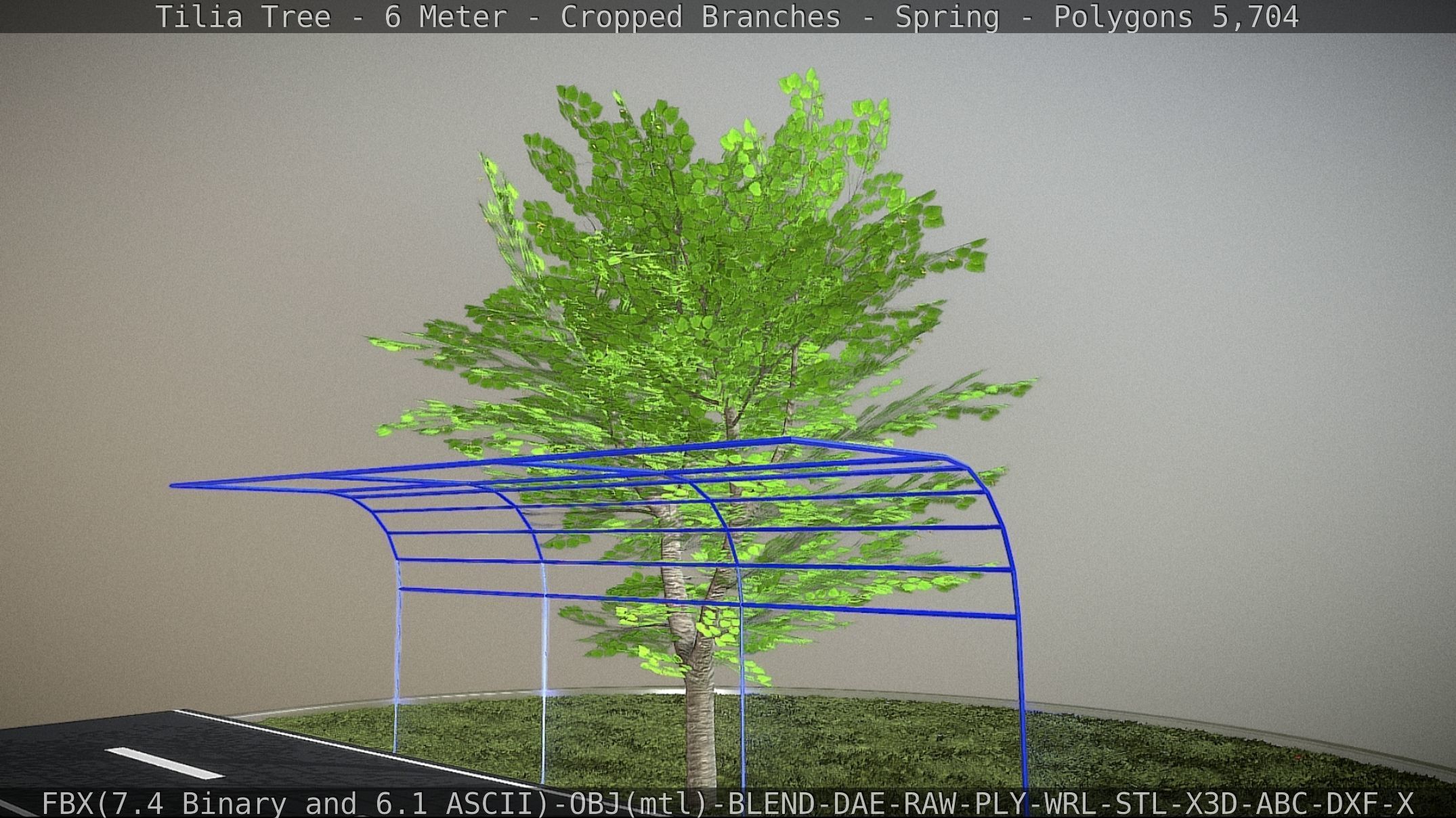 Tilia Tree - 6 Meter - Cropped Branches - Spring Low-poly 3D model_8