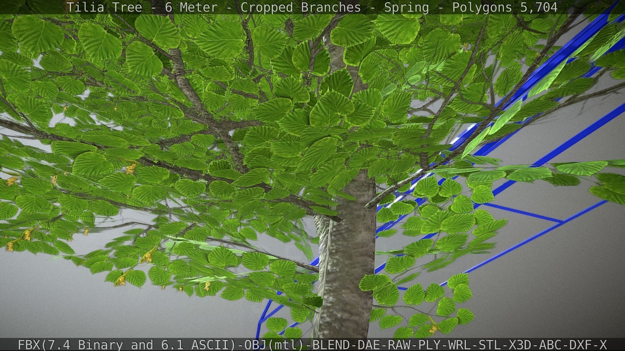 Tilia Tree - 6 Meter - Cropped Branches - Spring Low-poly 3D model_33