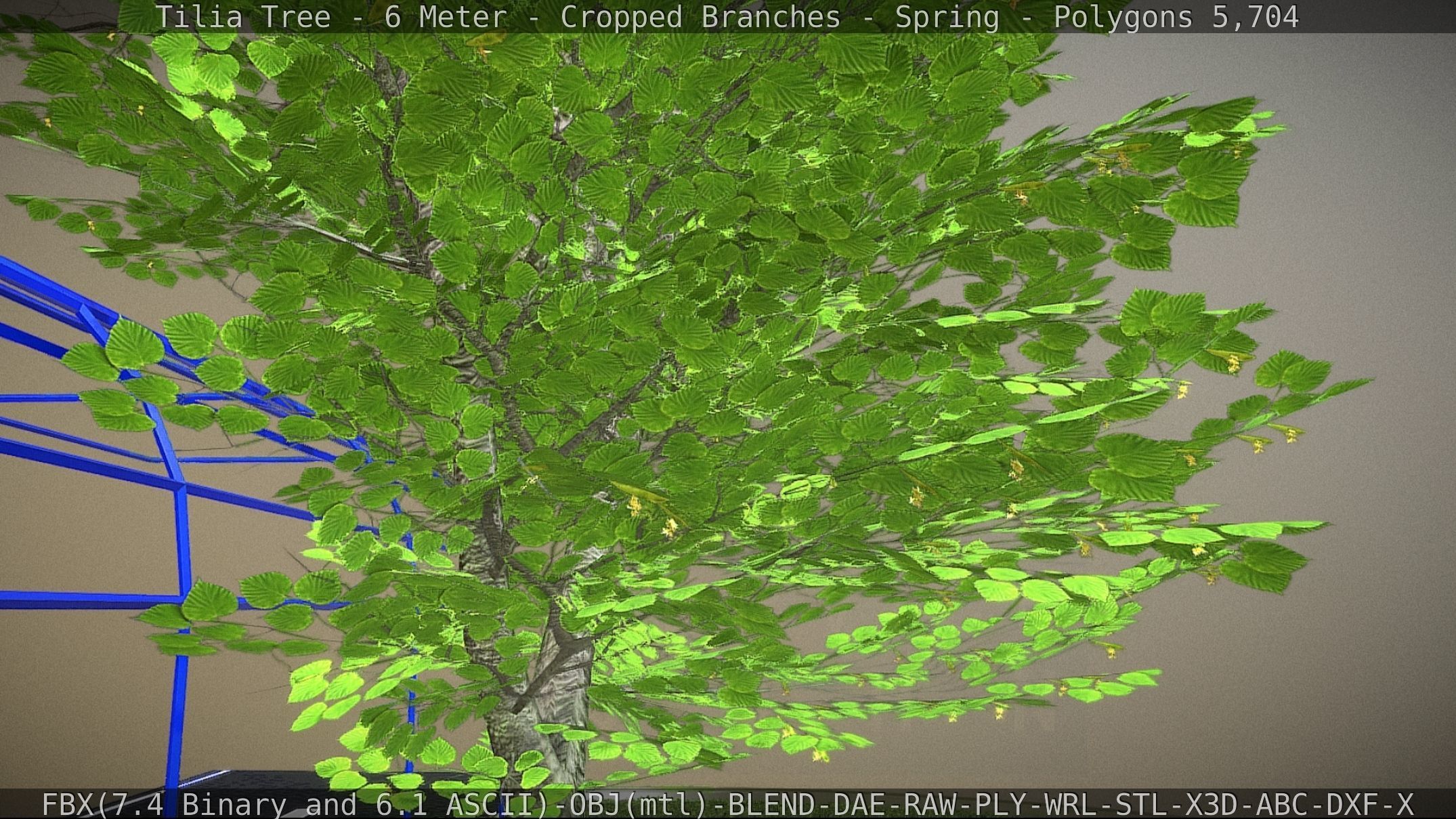 Tilia Tree - 6 Meter - Cropped Branches - Spring Low-poly 3D model_28