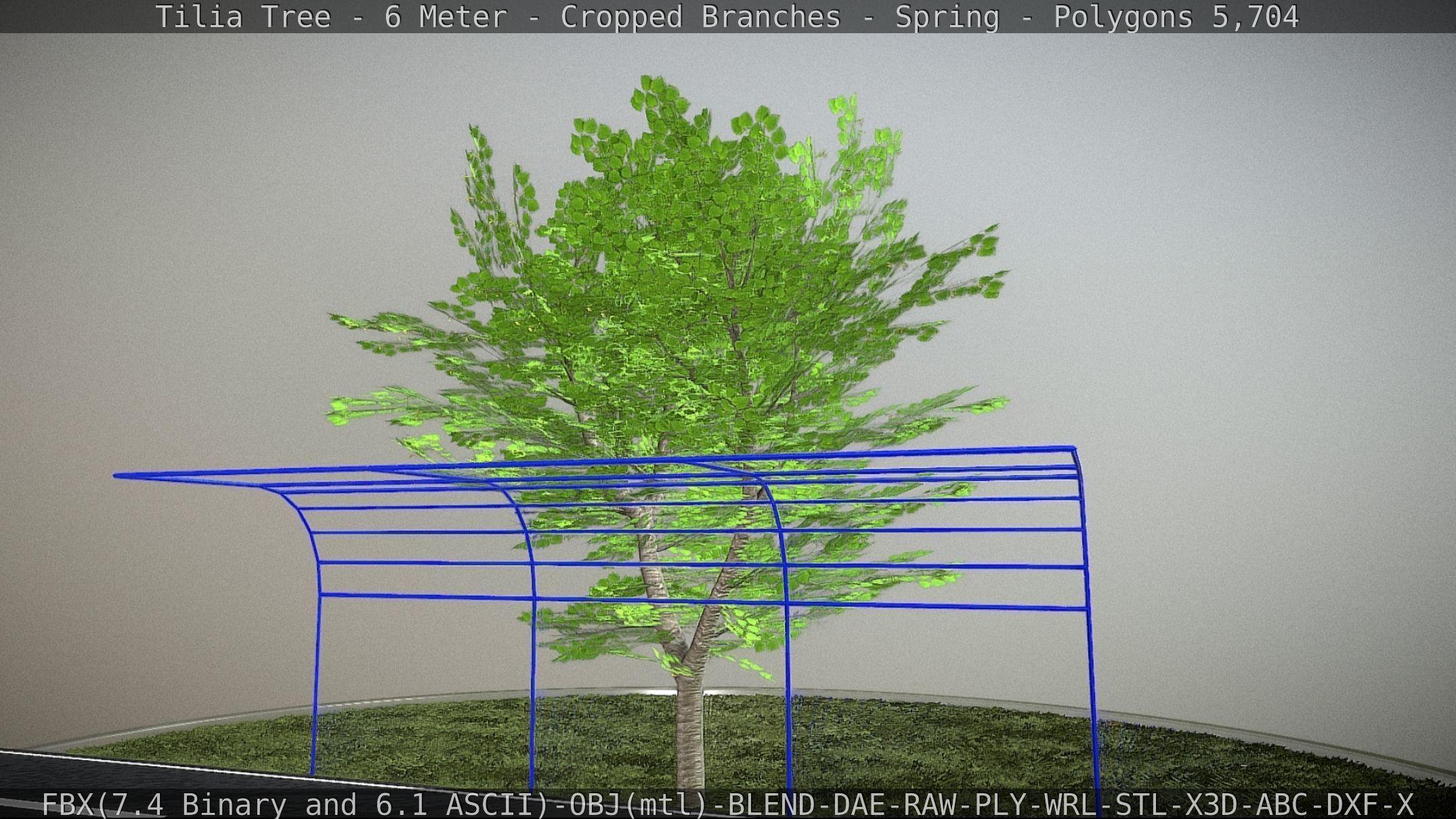 Tilia Tree - 6 Meter - Cropped Branches - Spring Low-poly 3D model_7
