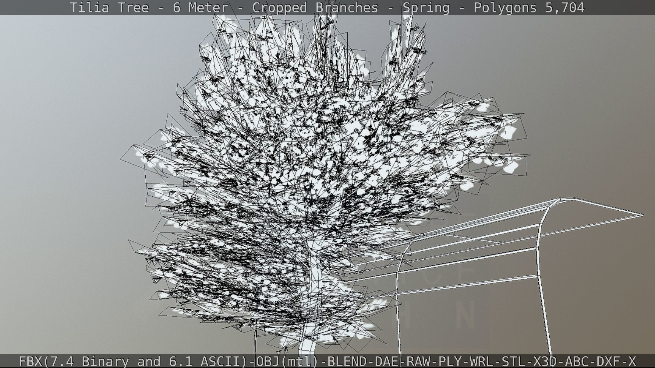 Tilia Tree - 6 Meter - Cropped Branches - Spring Low-poly 3D model_57