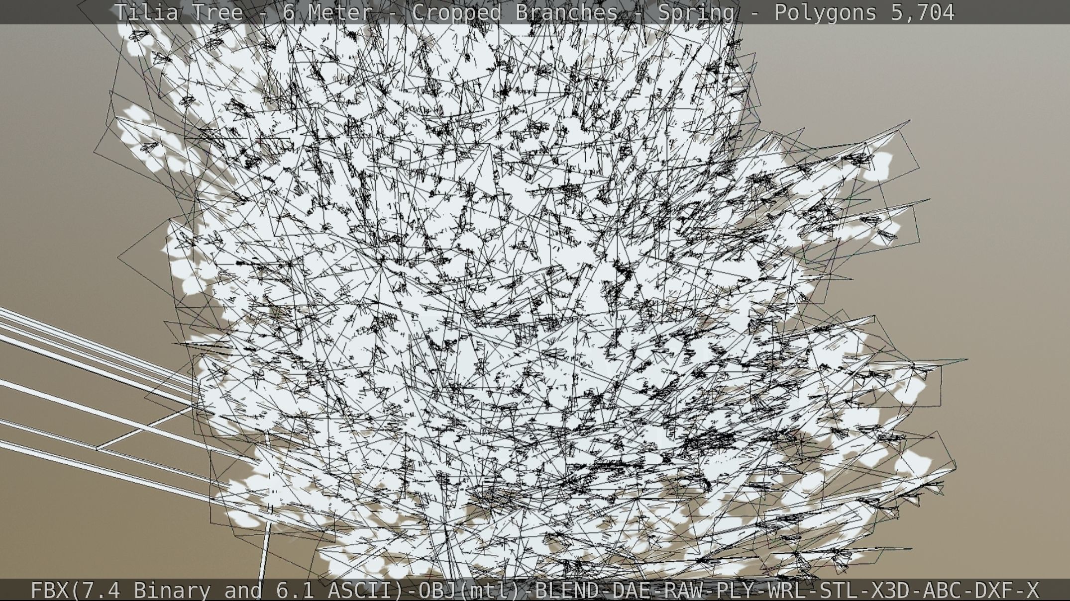 Tilia Tree - 6 Meter - Cropped Branches - Spring Low-poly 3D model_60