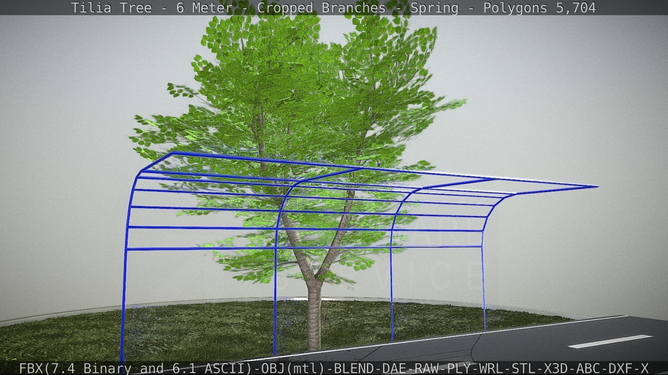 Tilia Tree - 6 Meter - Cropped Branches - Spring Low-poly 3D model_42