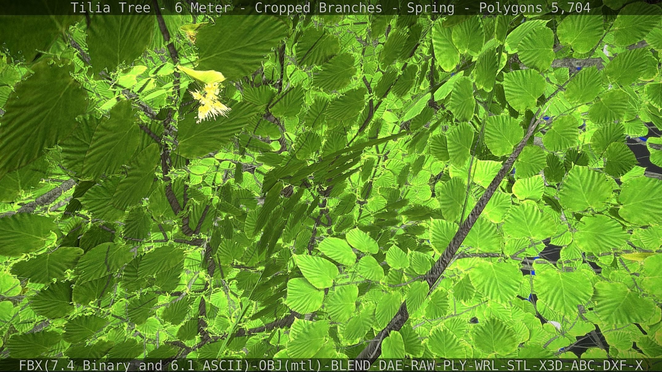 Tilia Tree - 6 Meter - Cropped Branches - Spring Low-poly 3D model_25