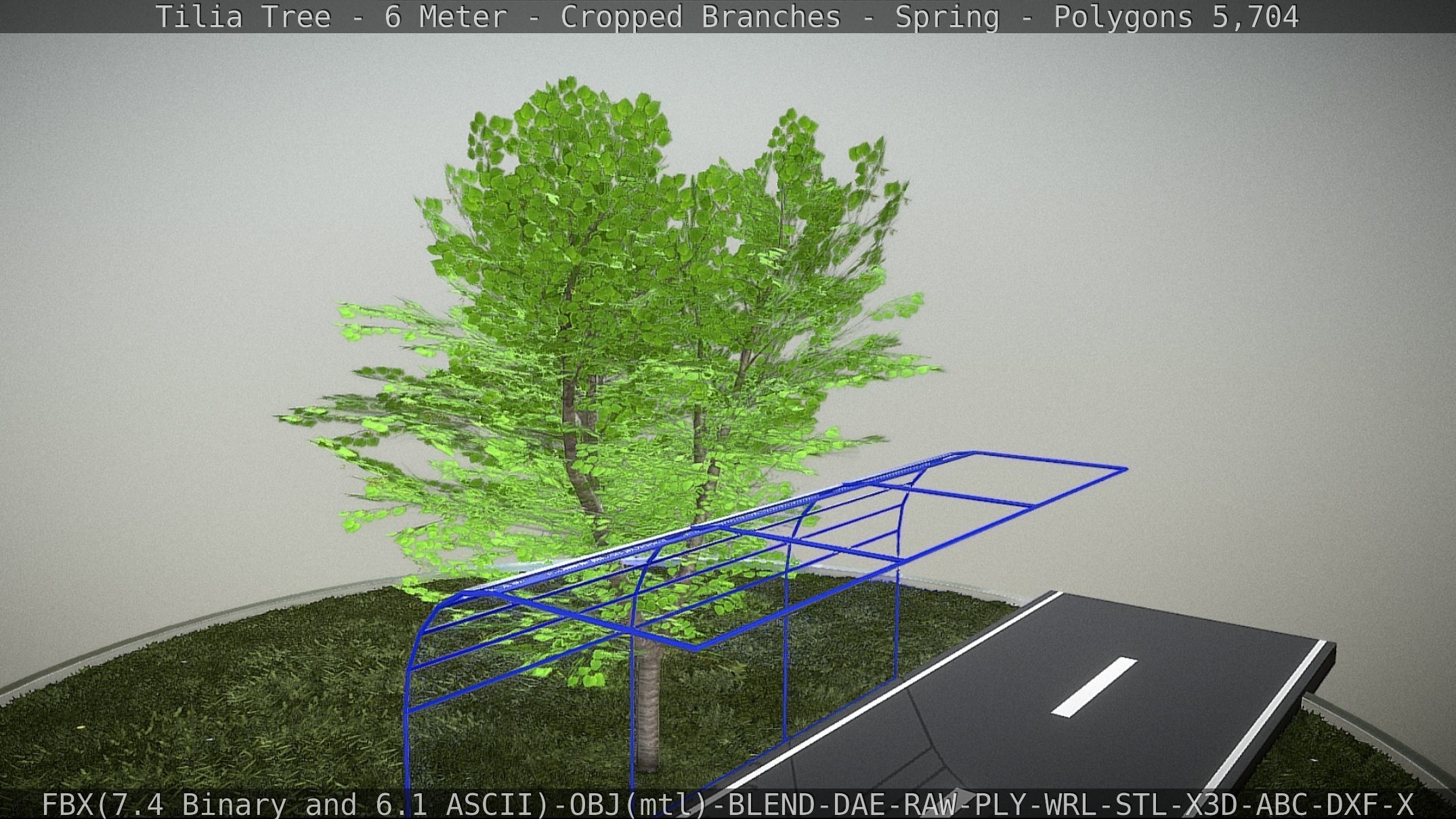 Tilia Tree - 6 Meter - Cropped Branches - Spring Low-poly 3D model_12